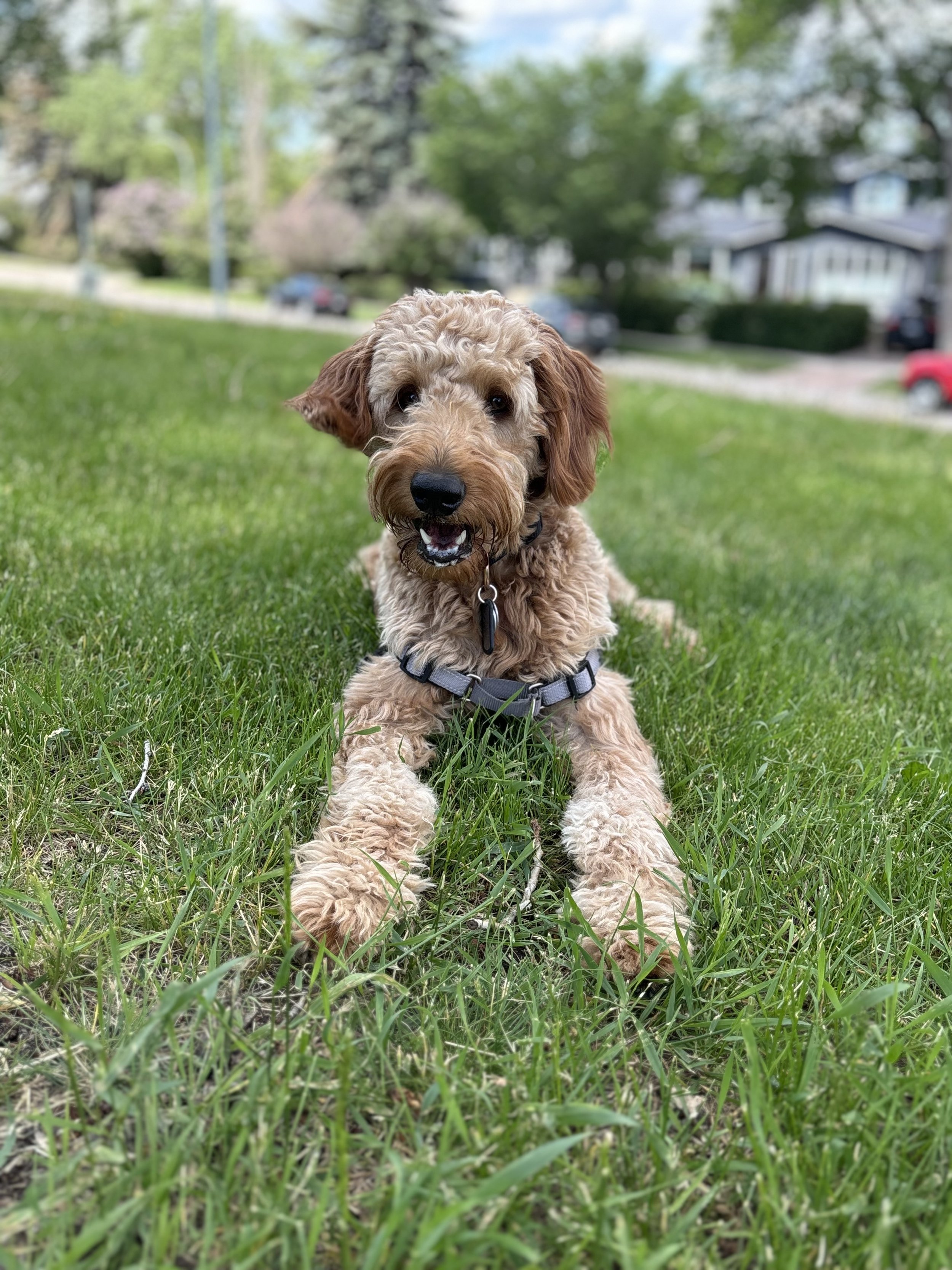 Ozzy - Goldendoodle