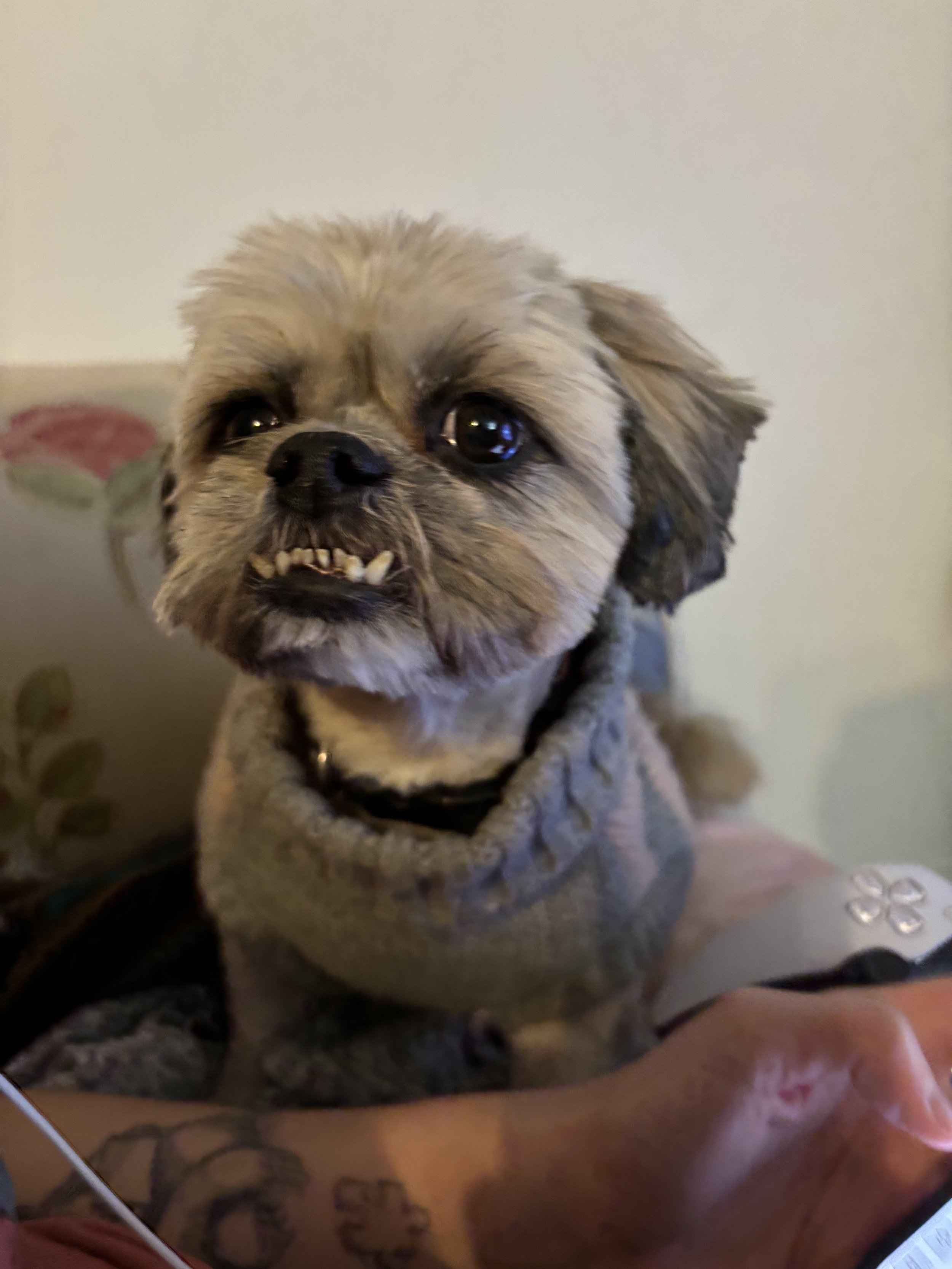 Sangeye - Shih Tzu