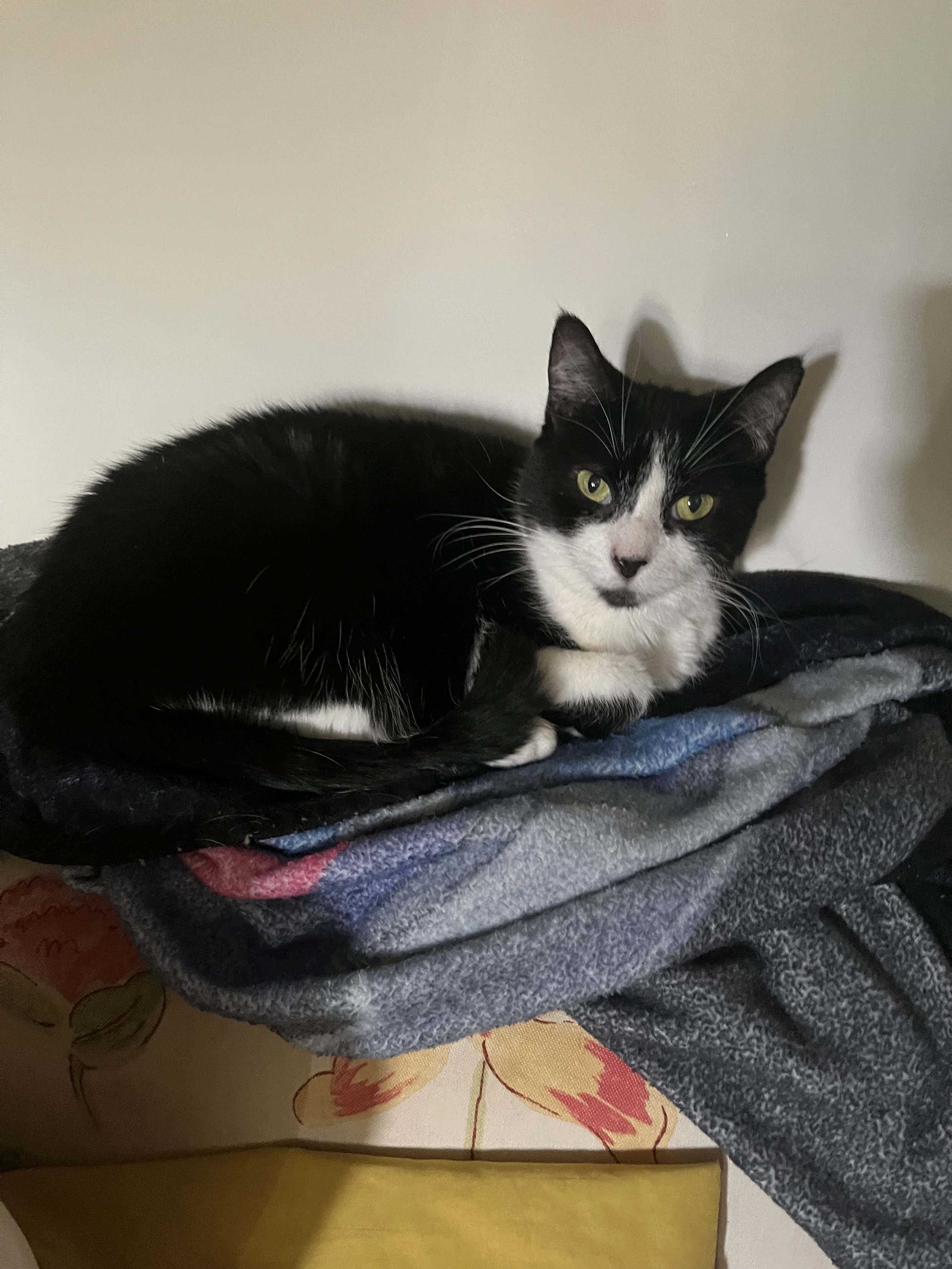 Queen - Senior Cat