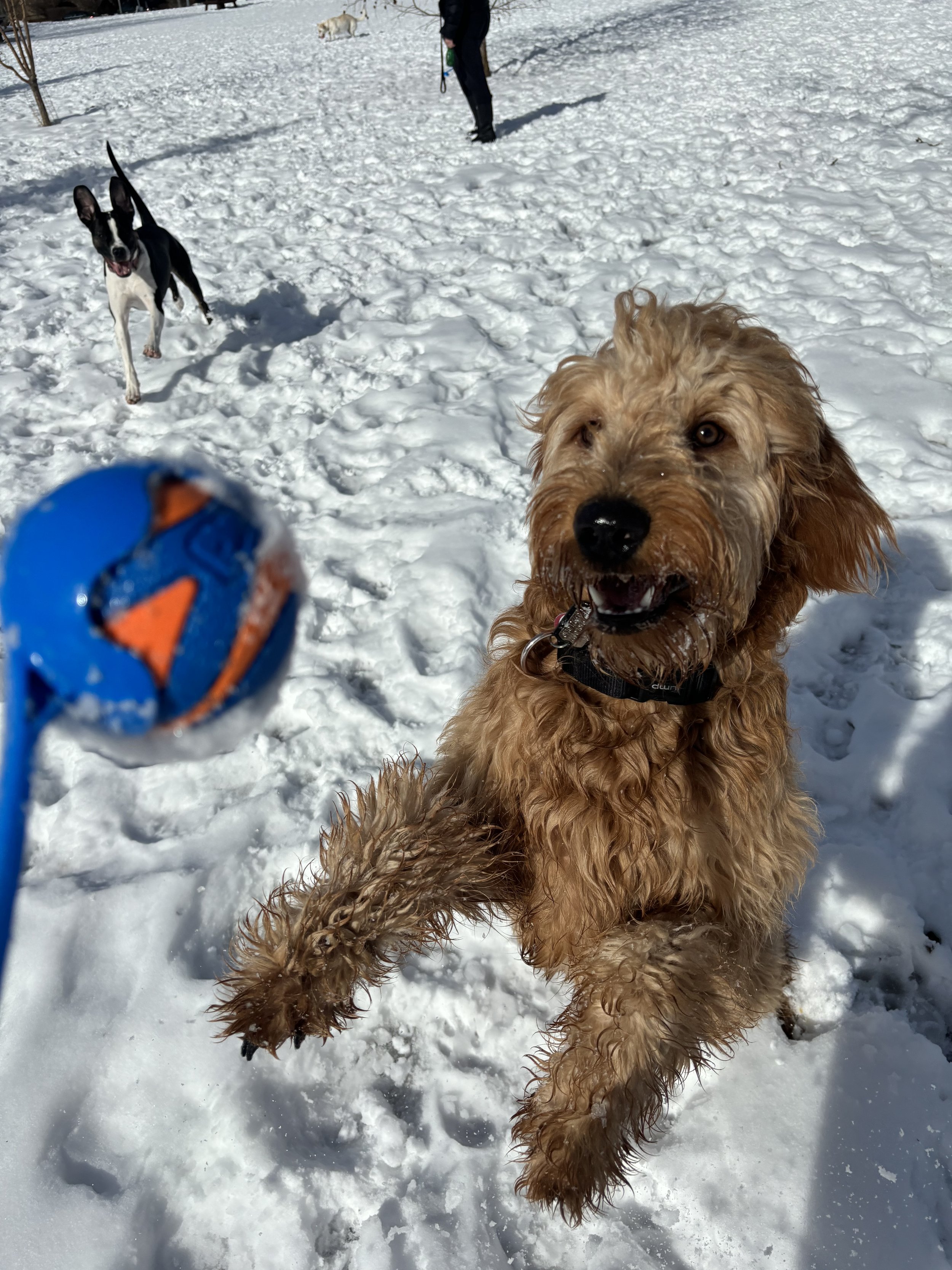 Ozzy - Goldendoodle