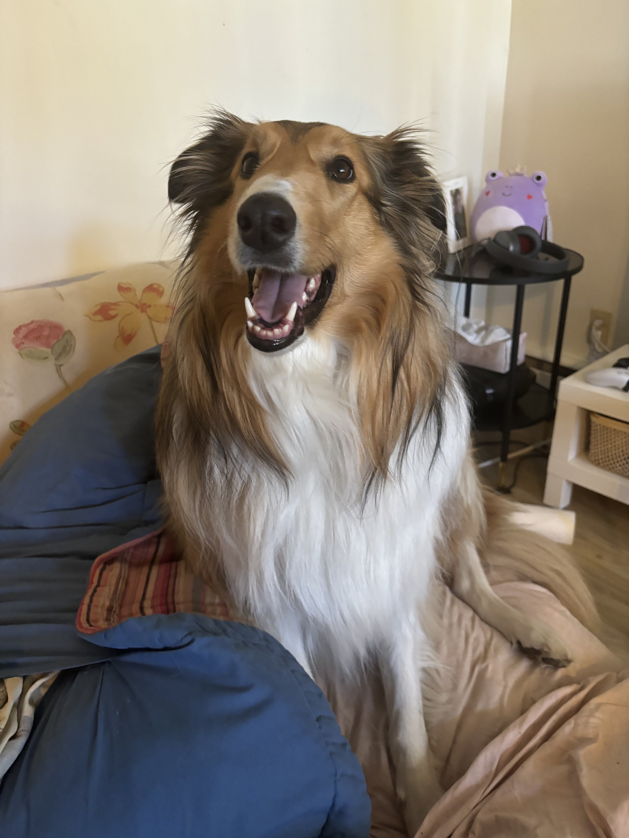 Duchess - Rough Collie