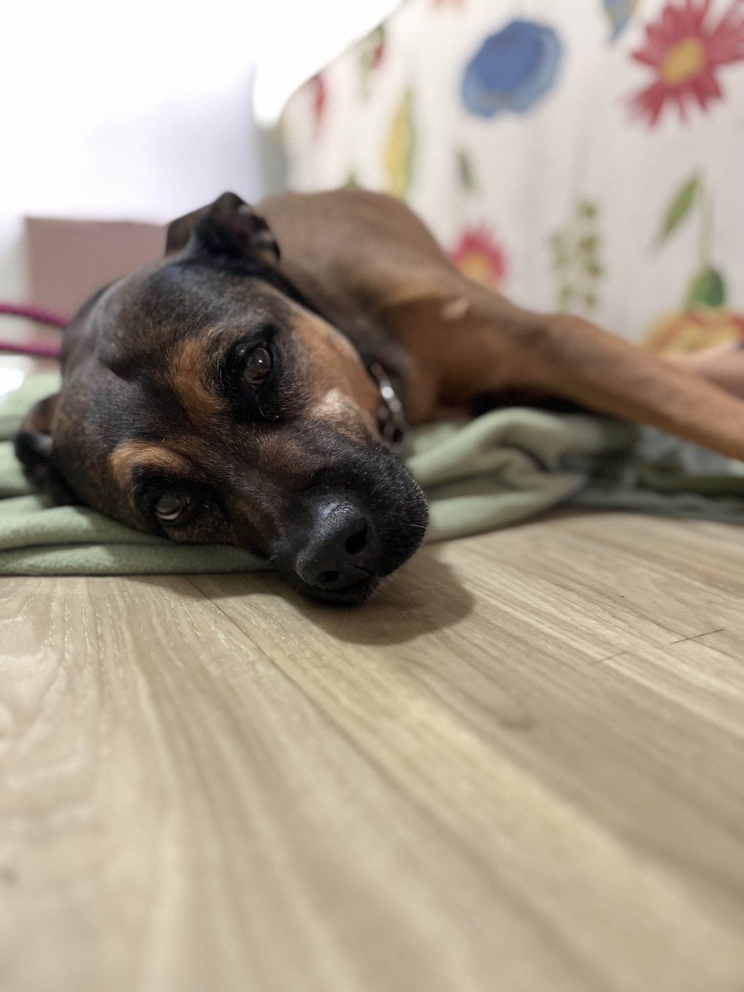 Cocoa - Senior Belgian Malinois x Staffordshire Terrier