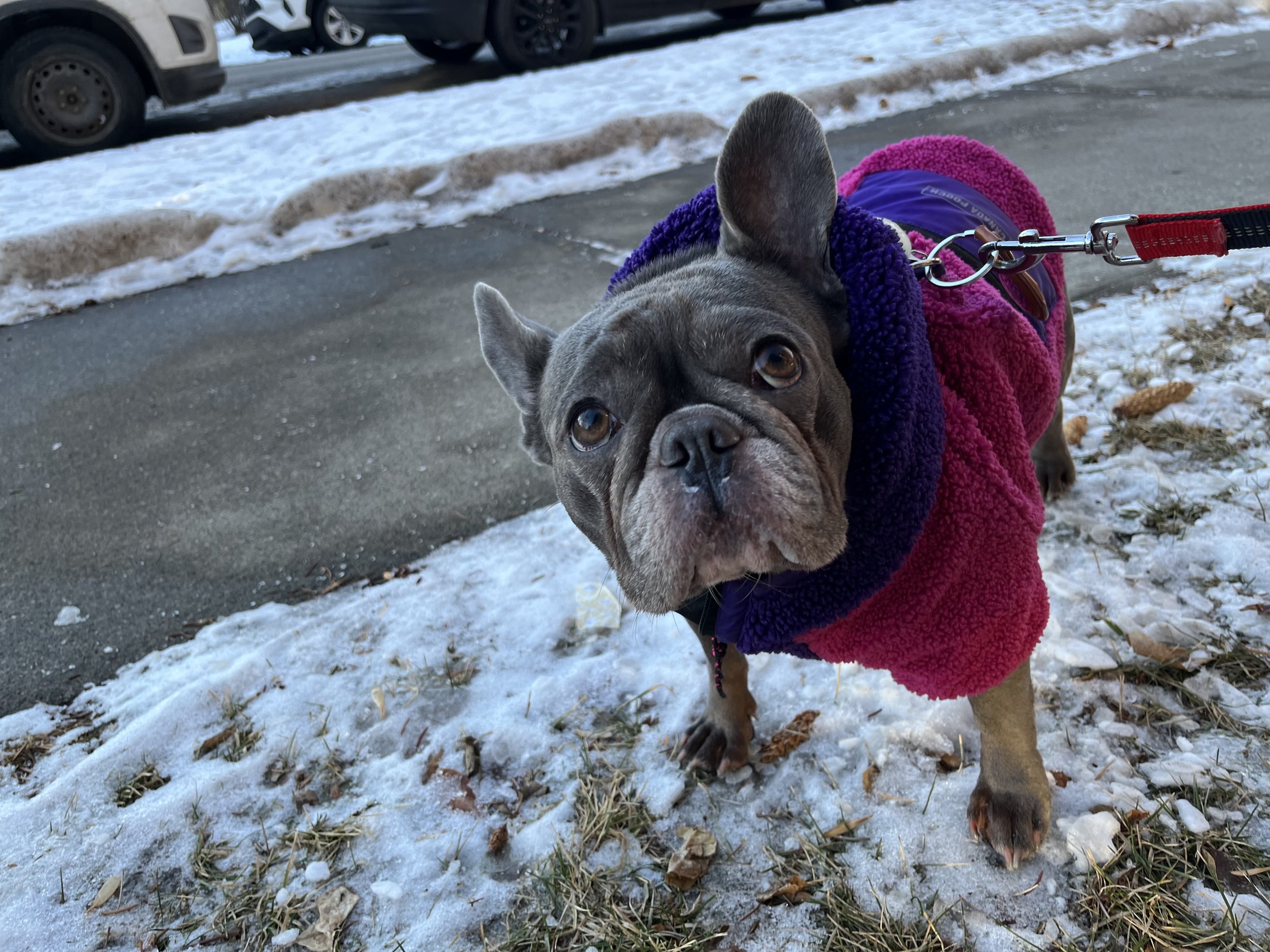 Lola - French Bulldog