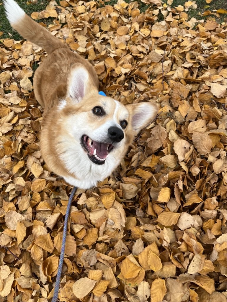 Astrid - Pembroke Welsh Corgi