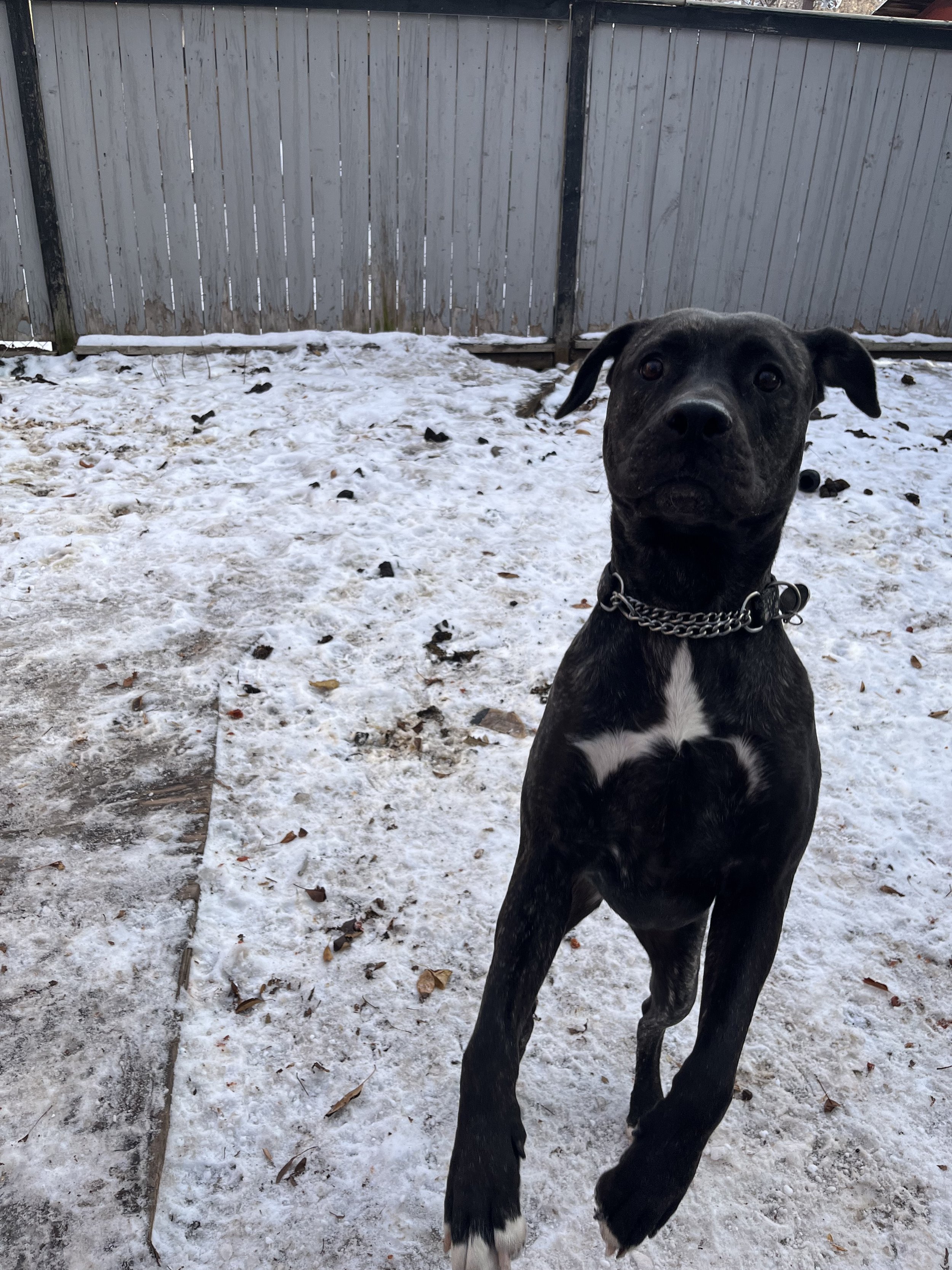 Danza - Cane Corso