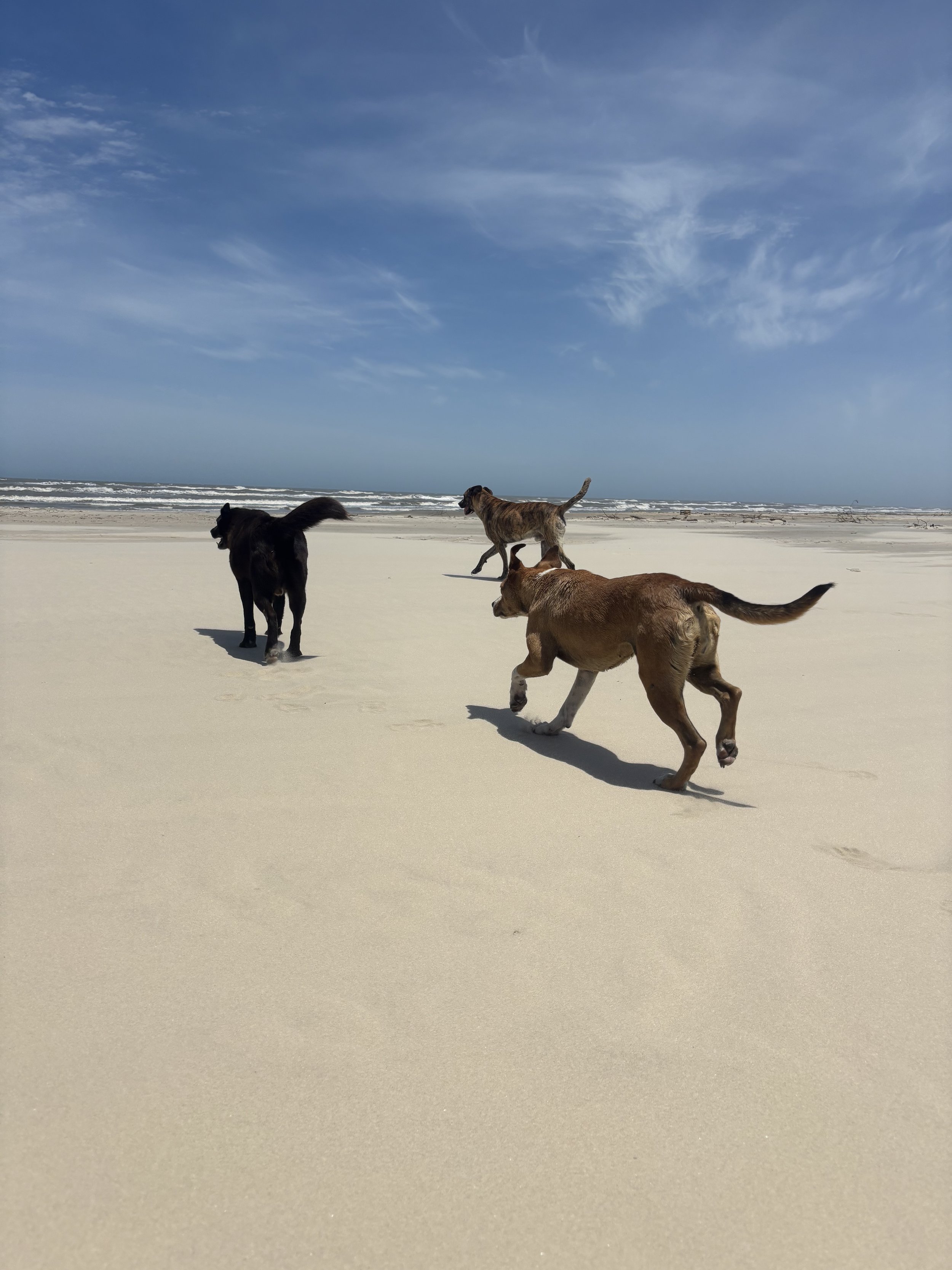 Strays in Brazil having a Beach Day