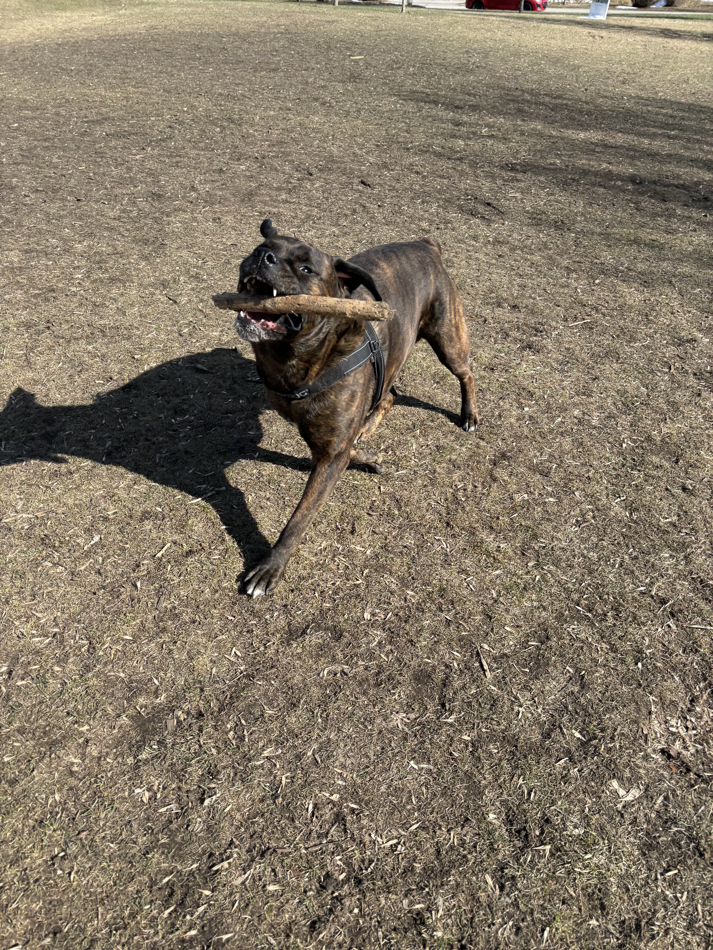 Drax - Rottweiler x Boxer