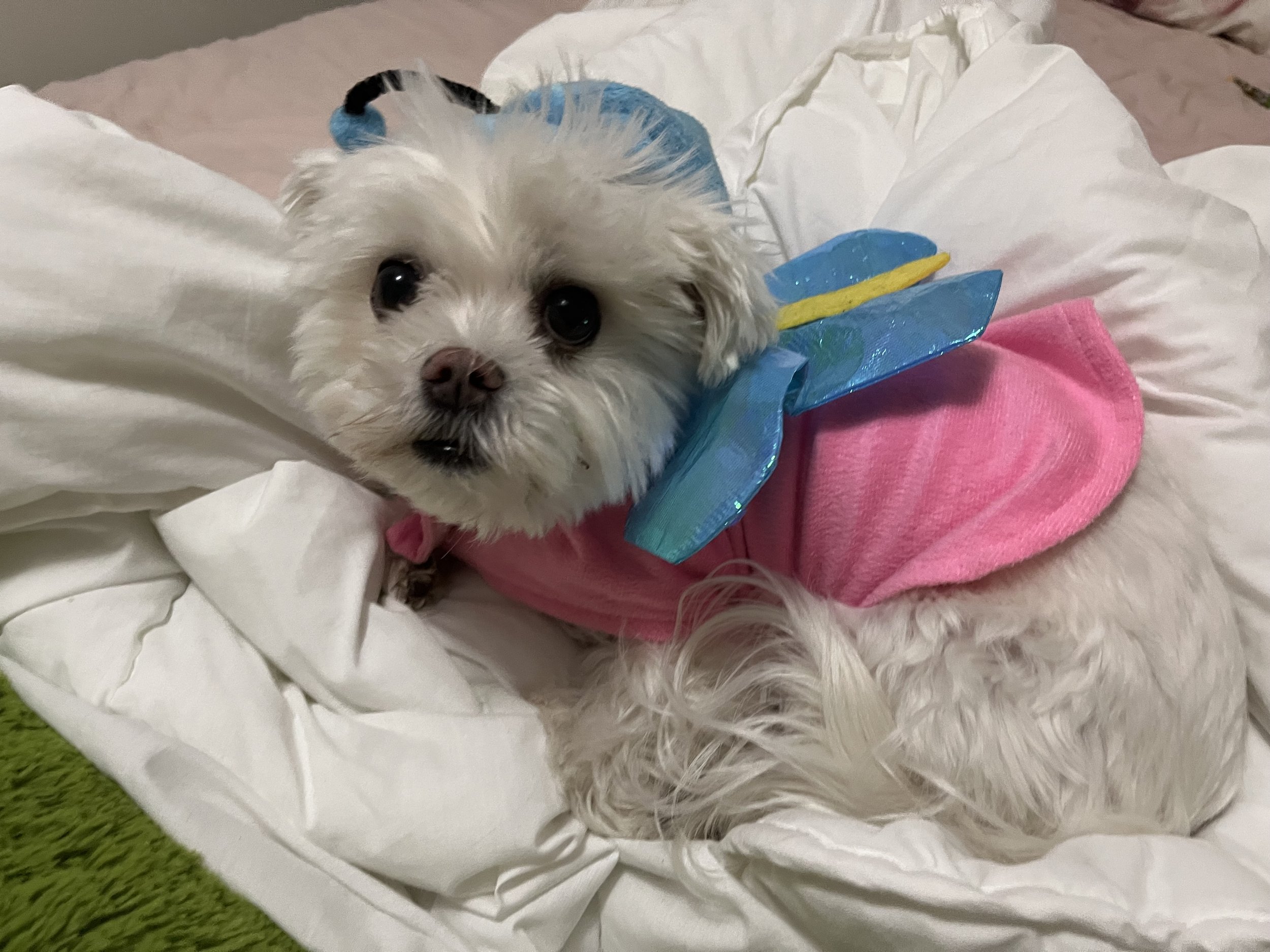 Lola - Maltese