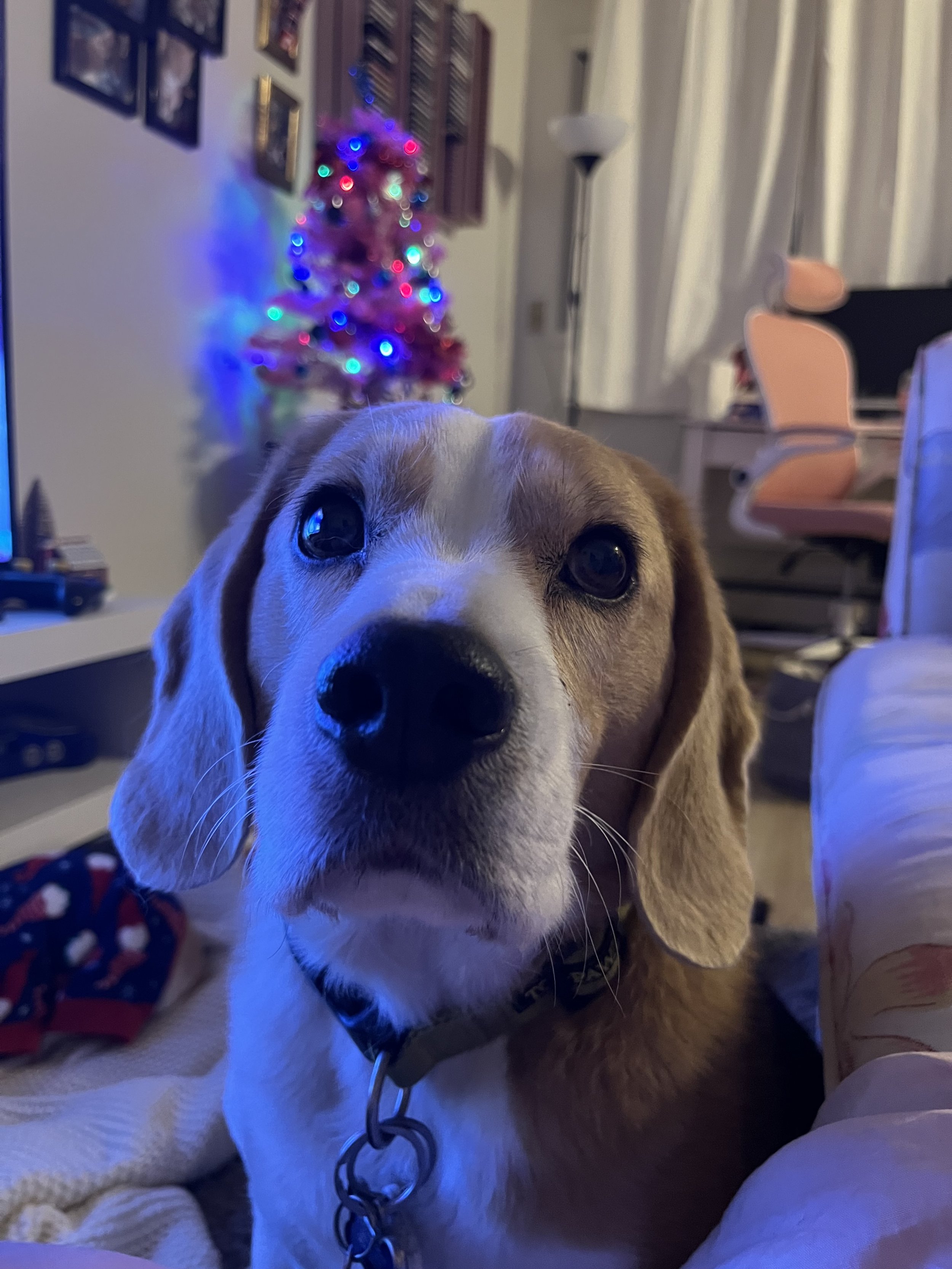 Archie - Beagle
