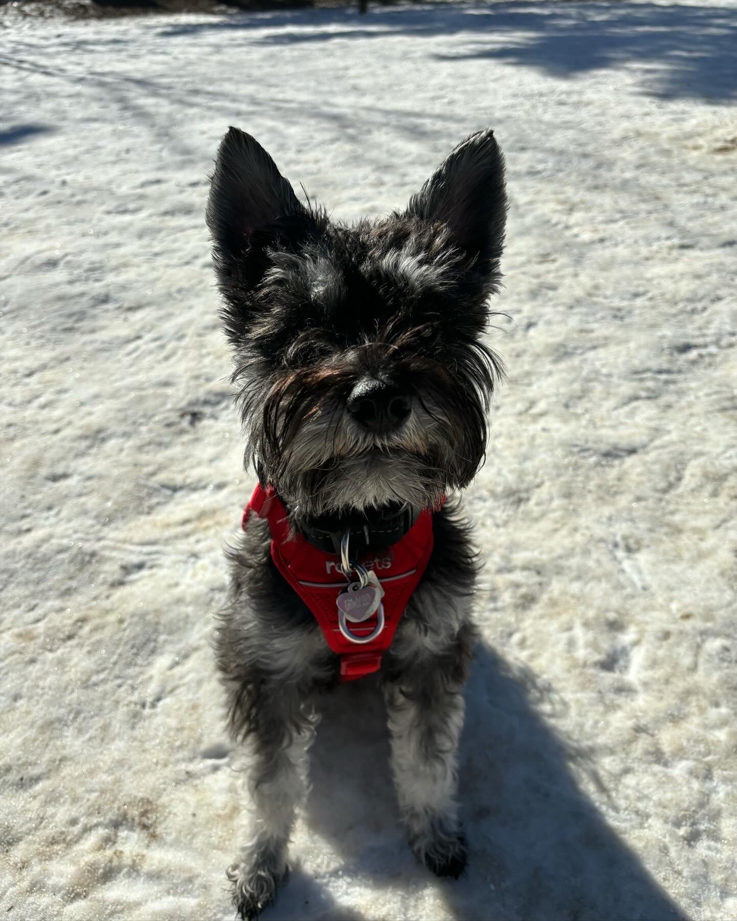 Joline - Miniature Schnauzer