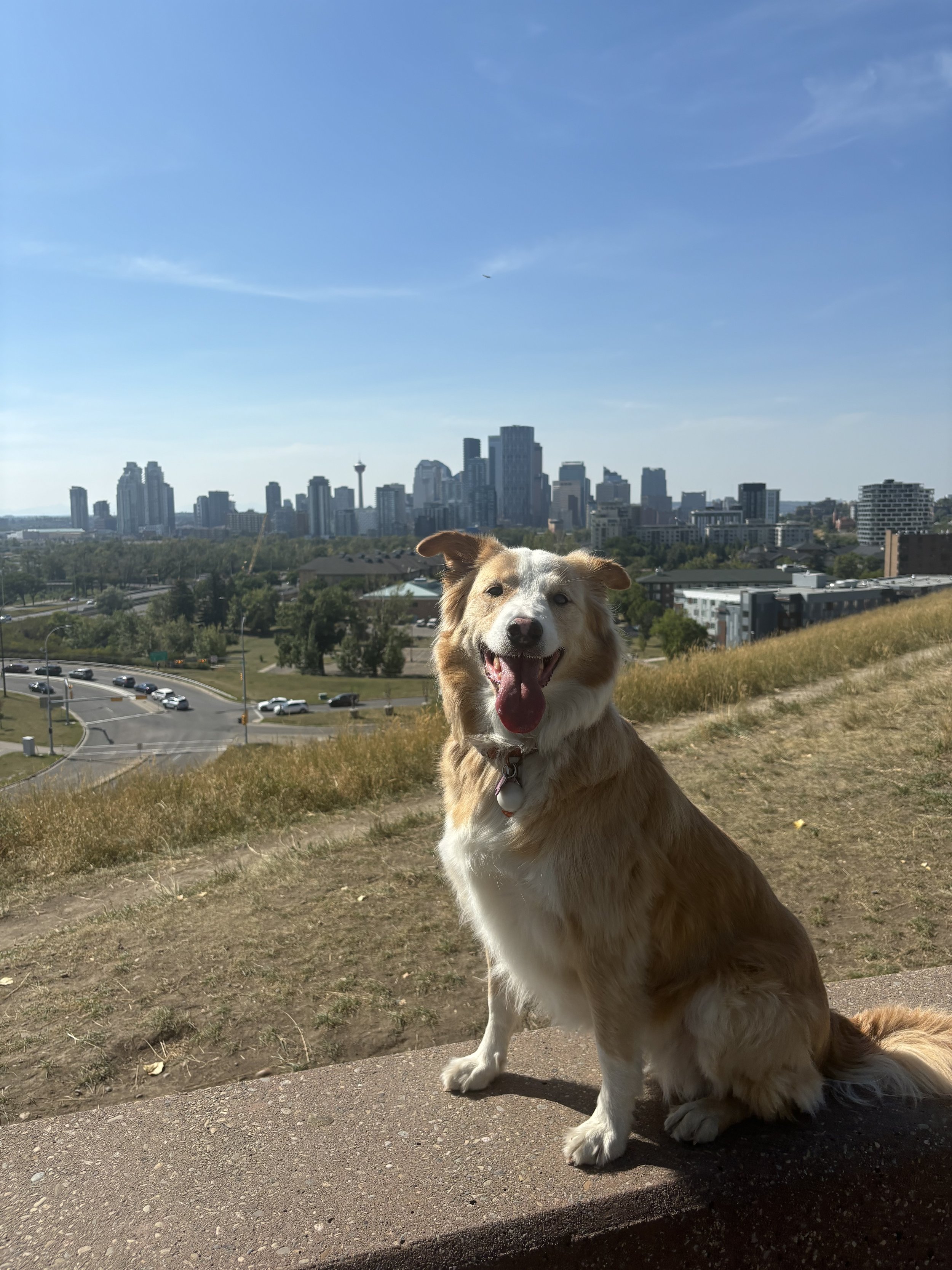 Poppy - Golden Retreiver x Border Collie