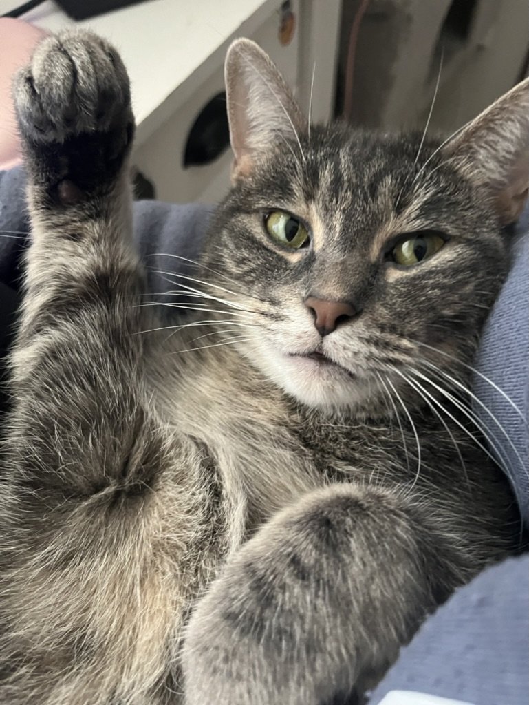 Karma - Cat