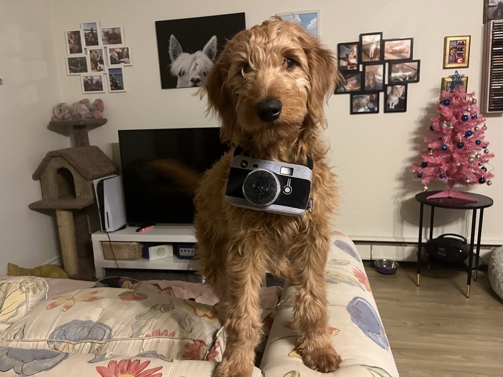 Ozzy - Goldendoodle