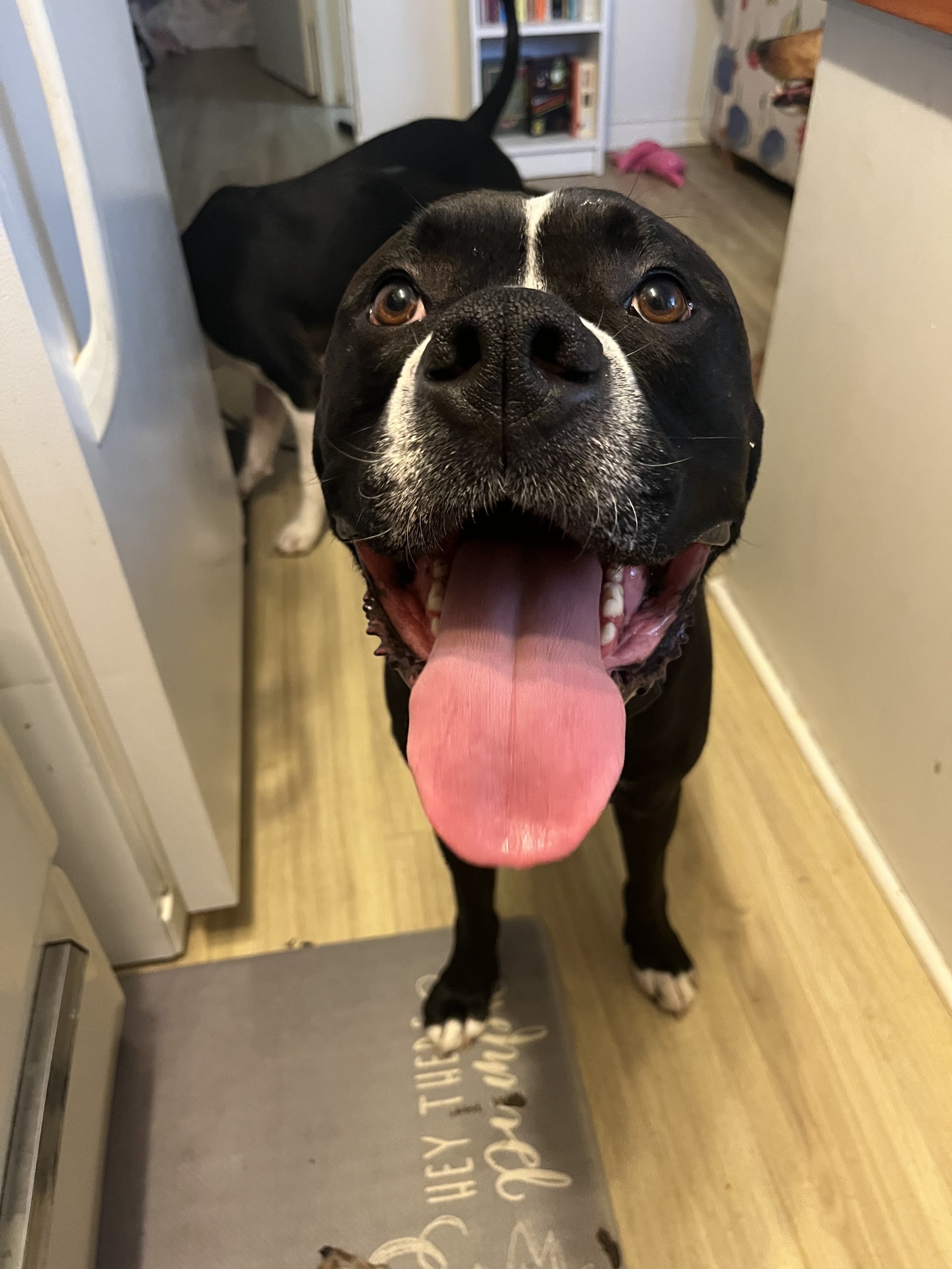 Milo - American Bulldog x Boxer x Labrador Retreiver