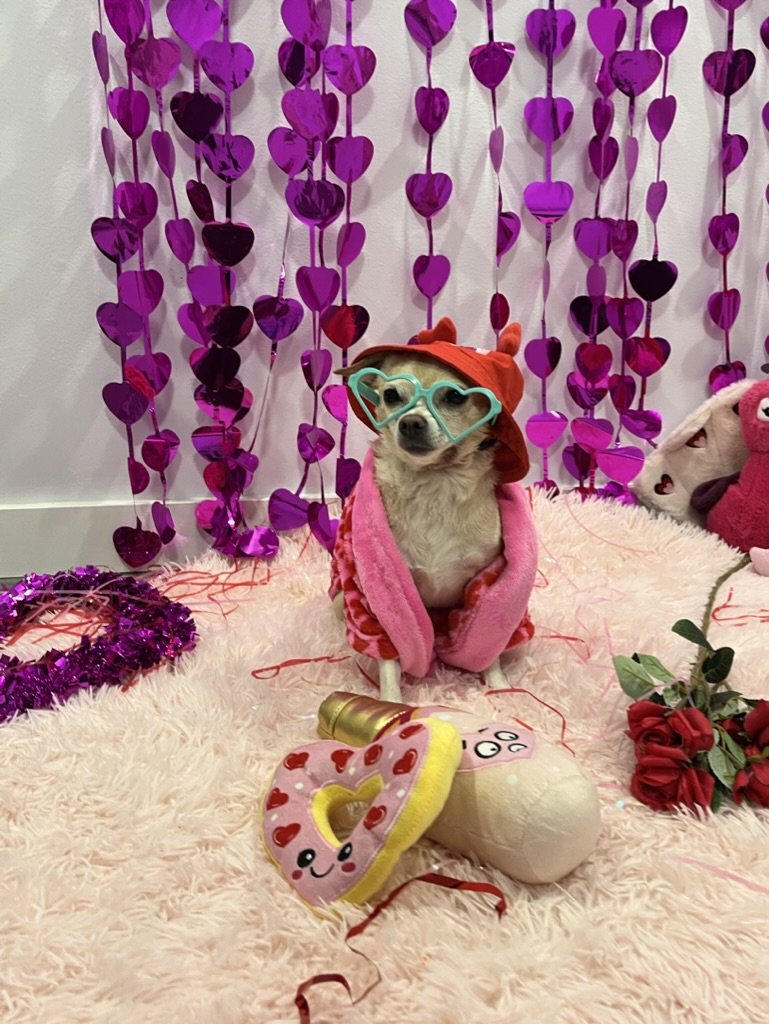 Peach - Chihuahua x Pug