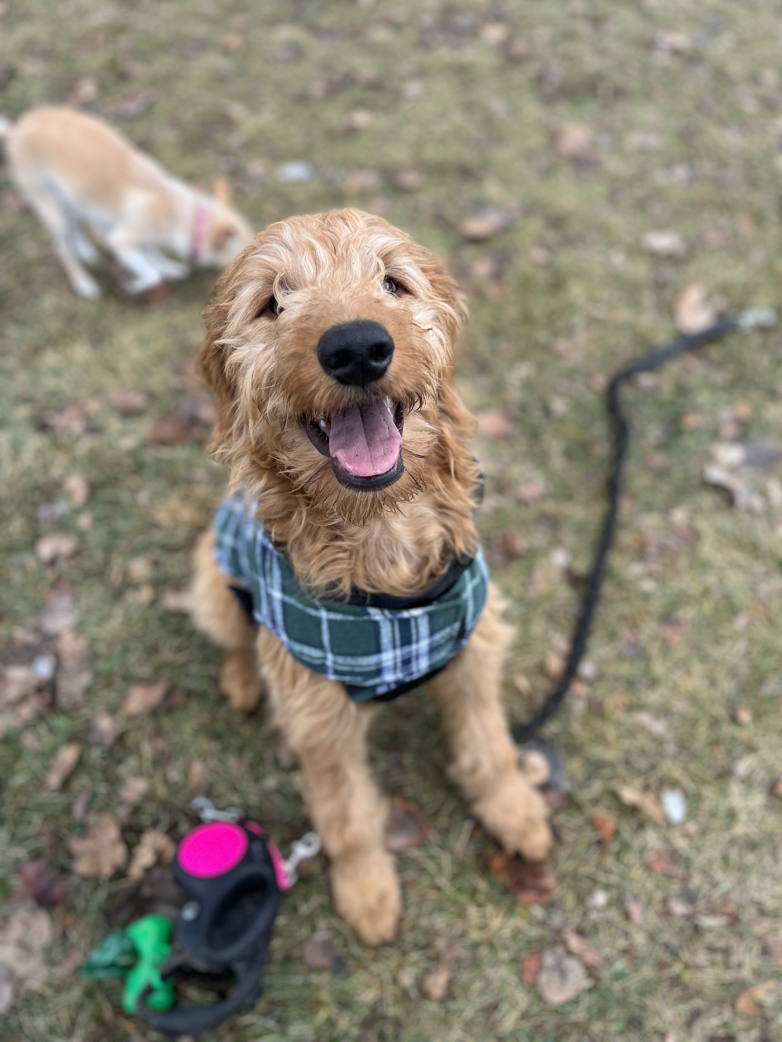 Ozzy - Goldendoodle