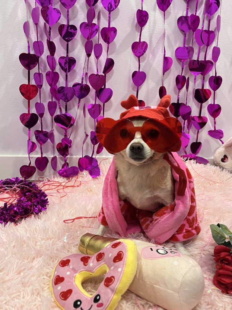 Peach - Chihuahua x Pug