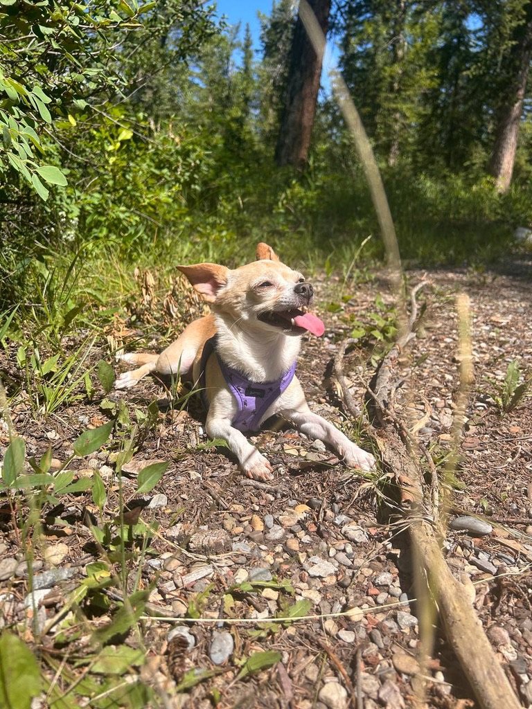 Peach - Chihuahua x Pug