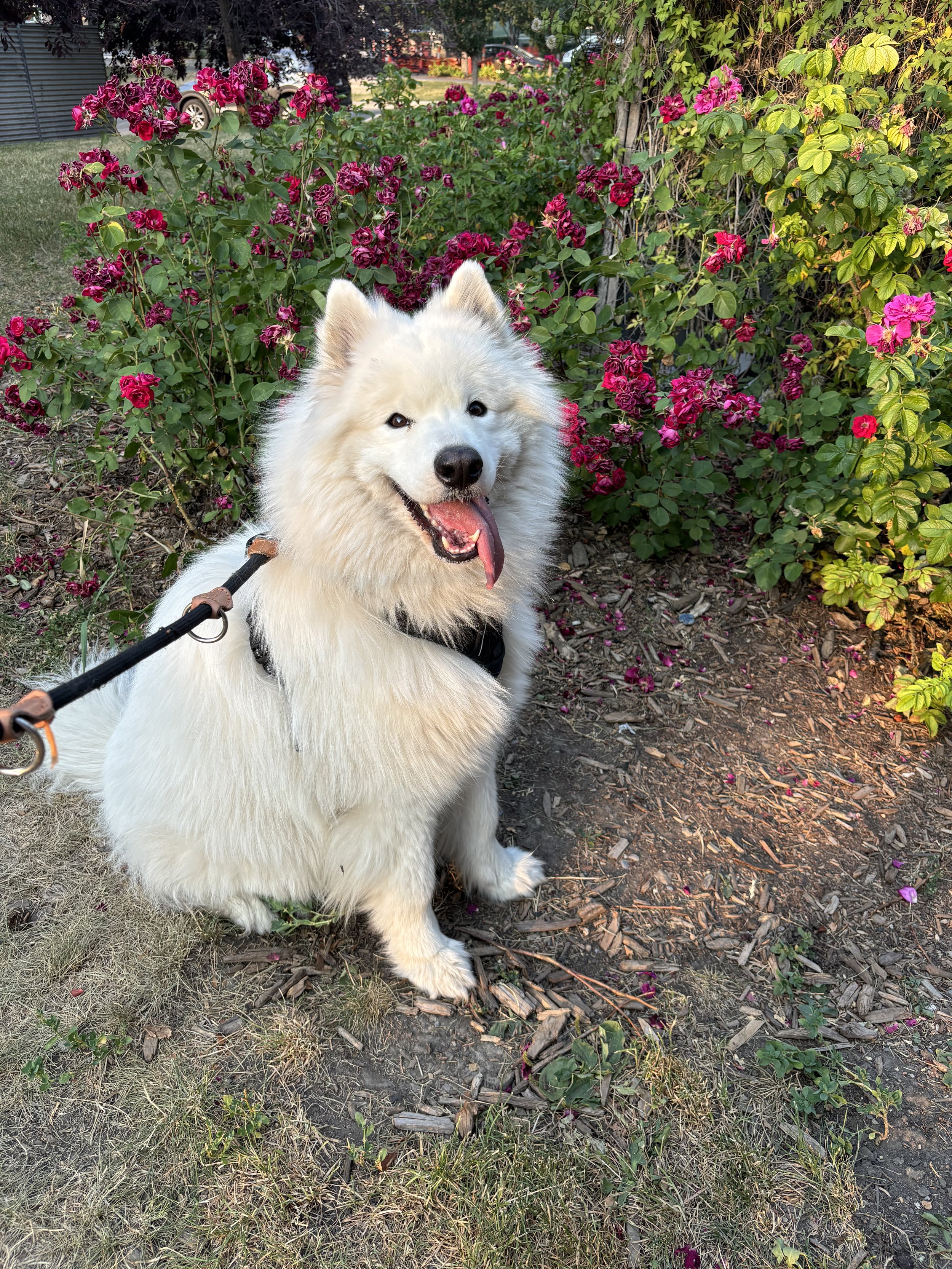 Koda - Samoyed