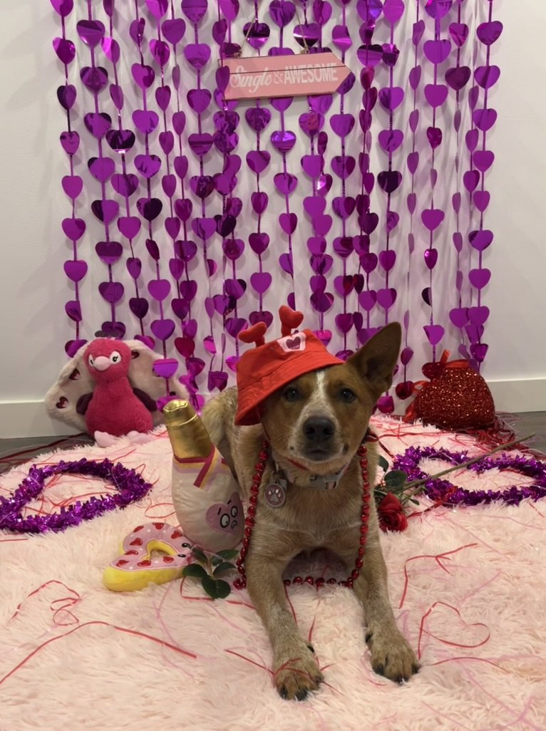 Luna - Australian Cattle Dog