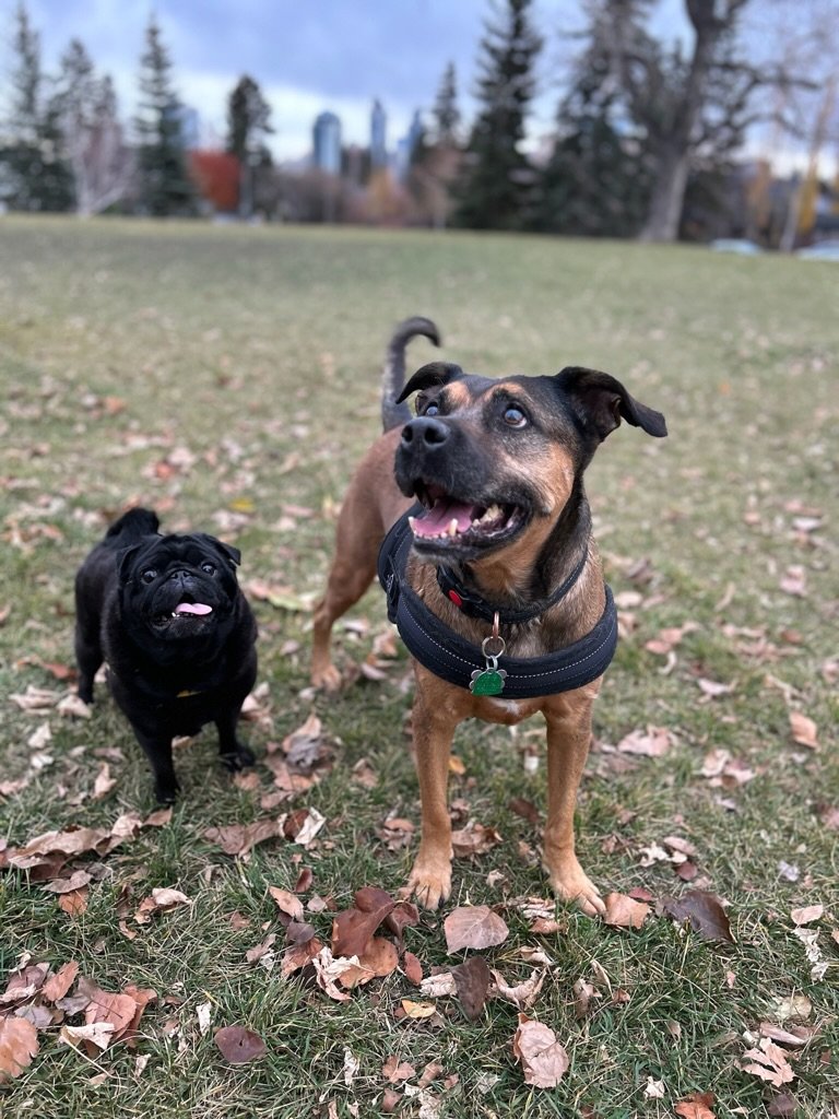 Alfie & Cocoa