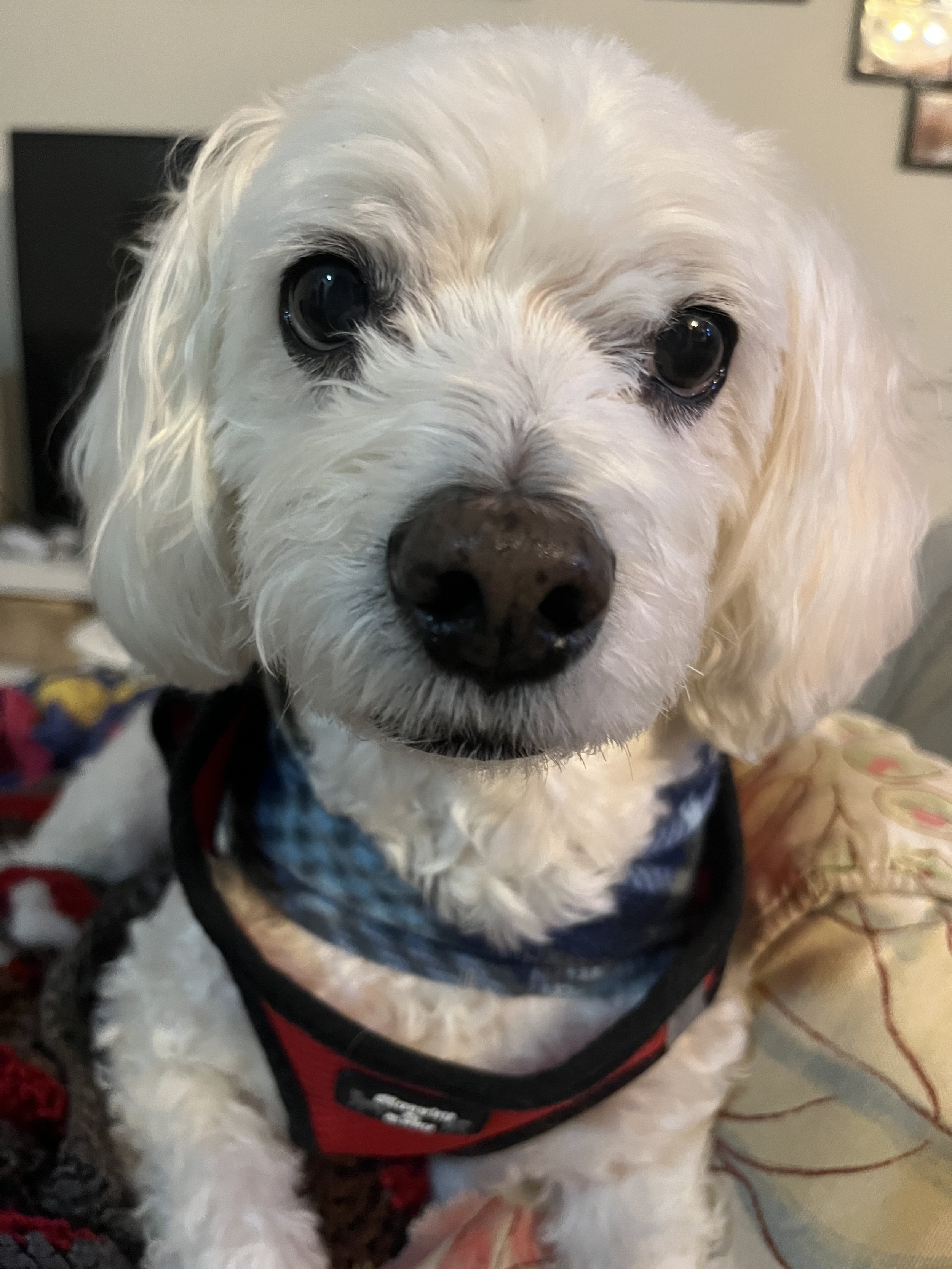 Teddy - Bichon Frisée