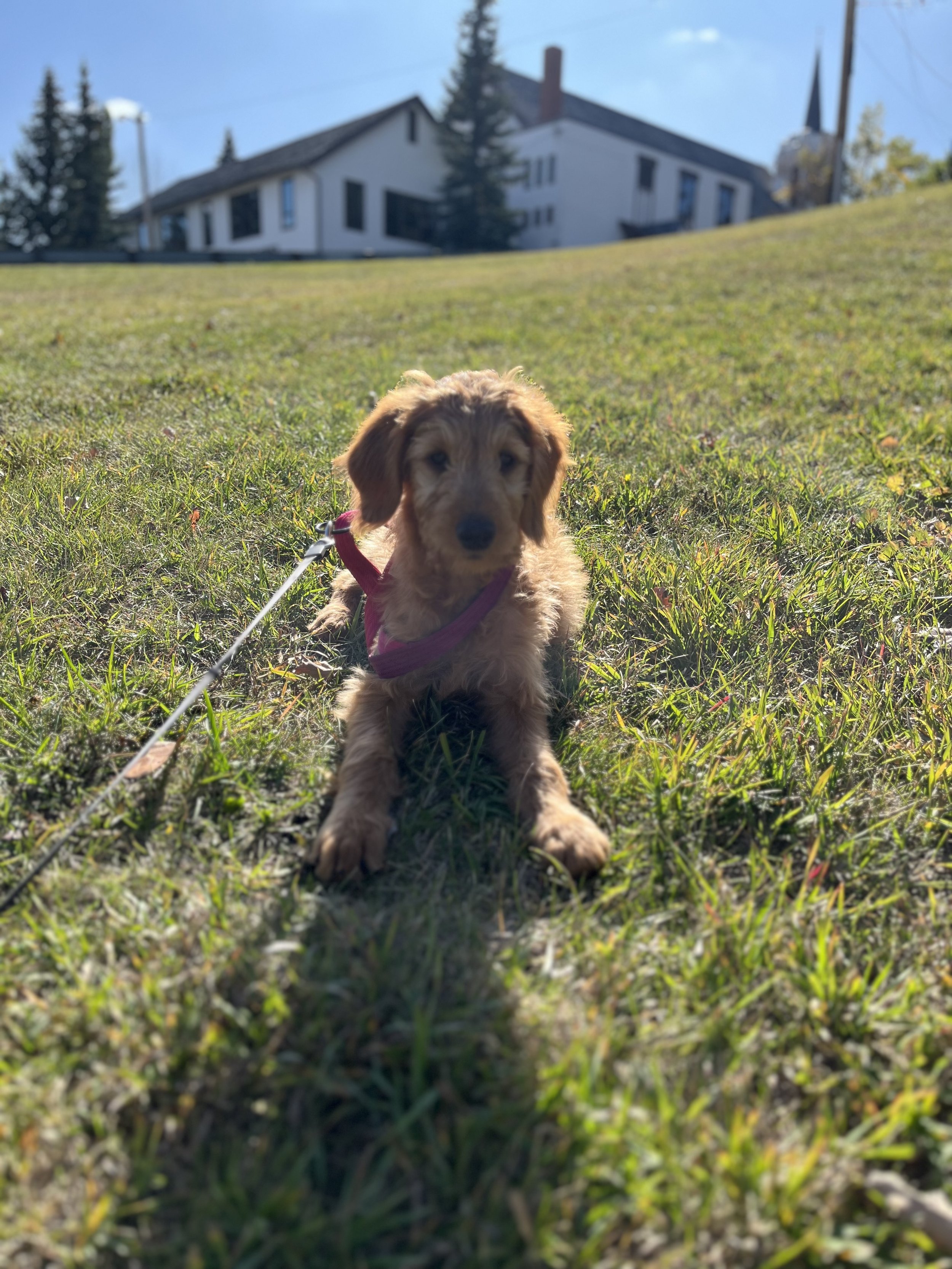 Ozzy - Goldendoodle