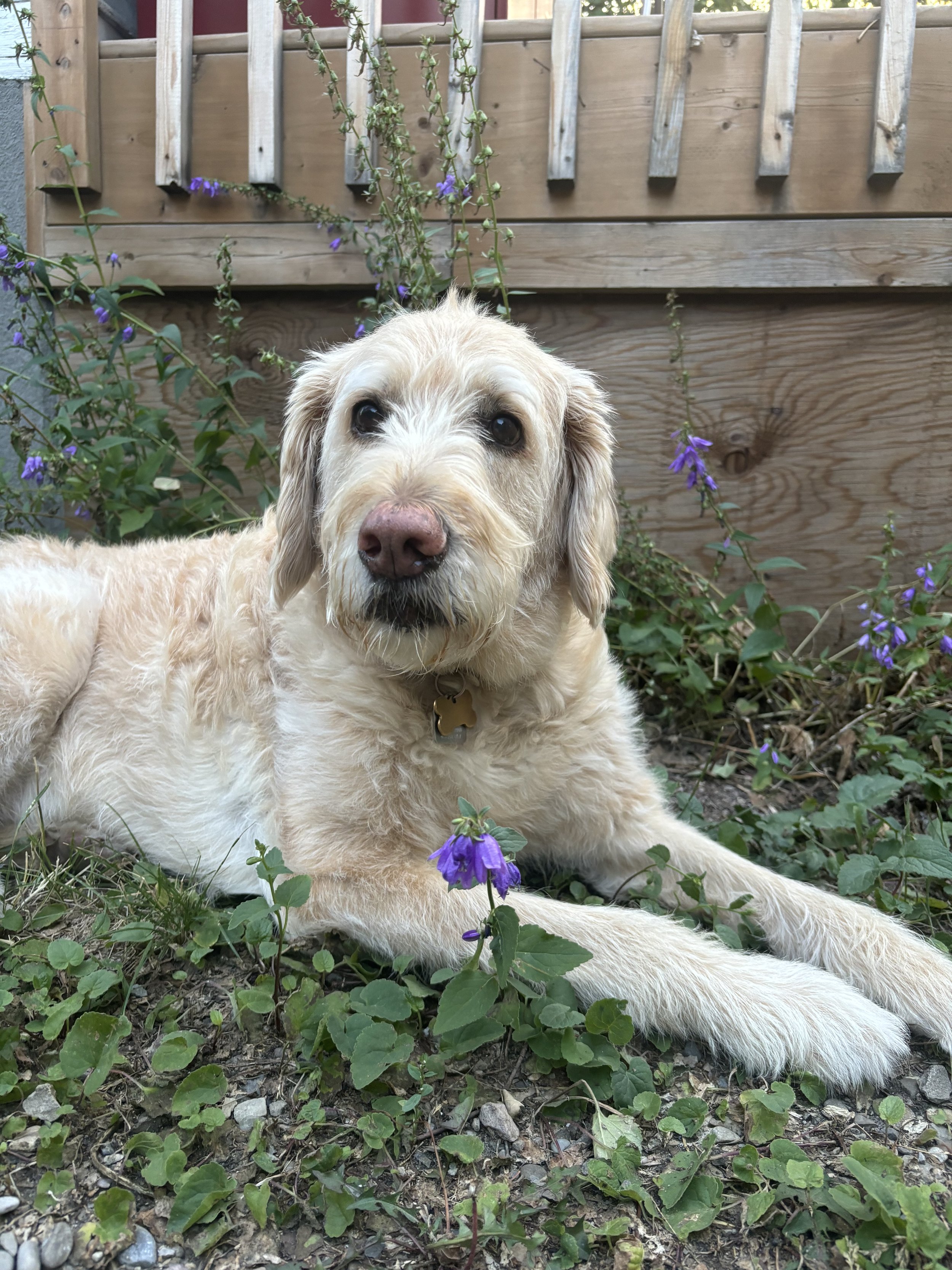 Hazel - Senior Goldendoodle