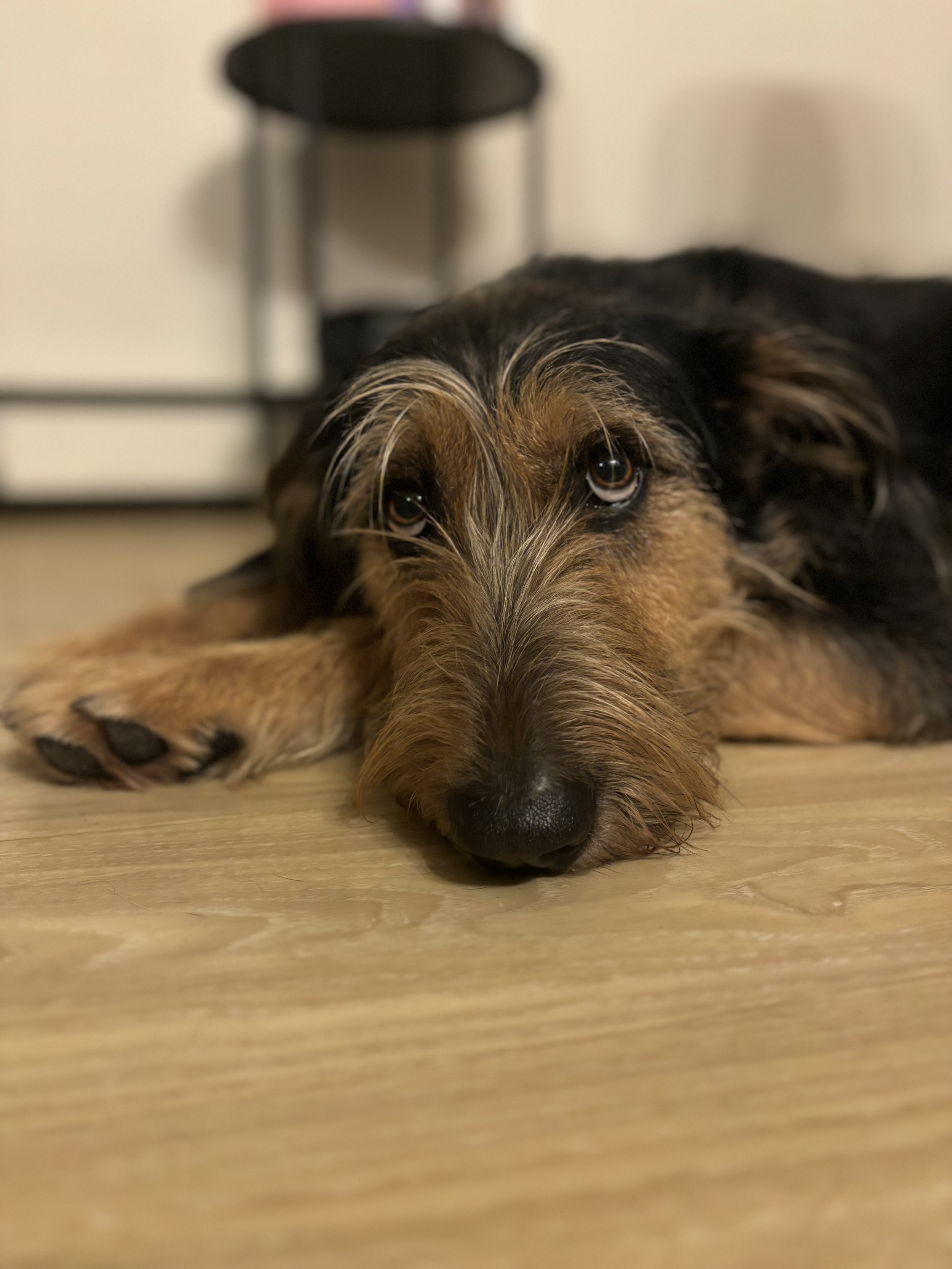 Bella - German Shepherd x