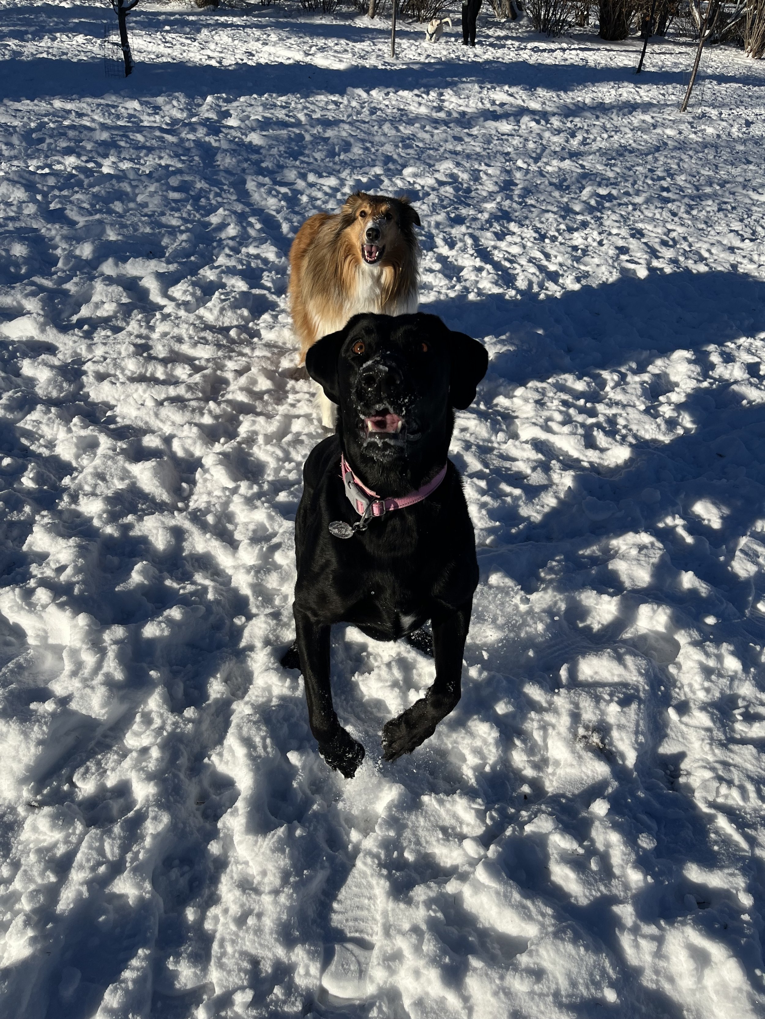 Duchess & Madi