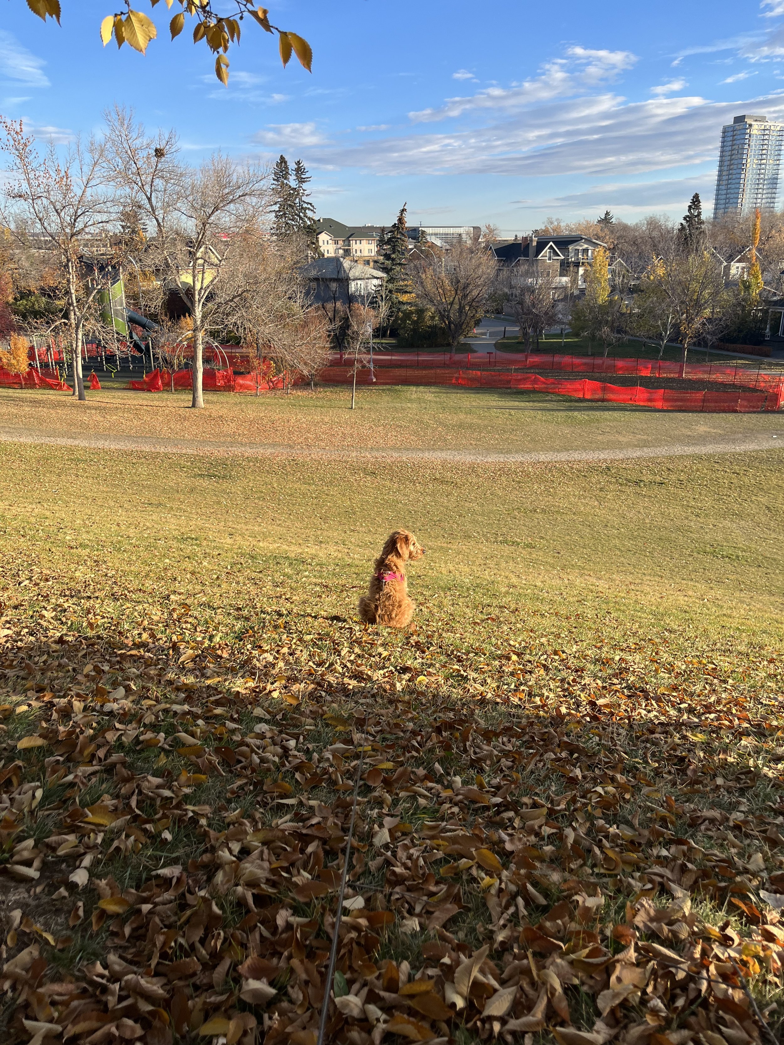 Ozzy - Goldendoodle