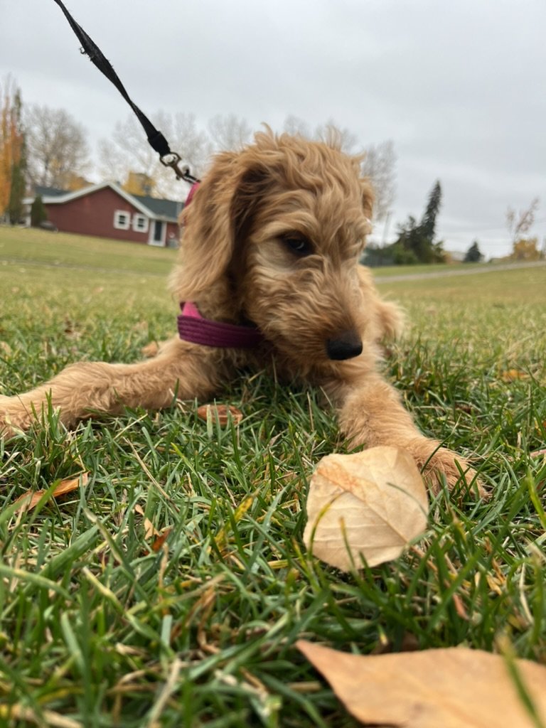 Ozzy - Goldendoodle