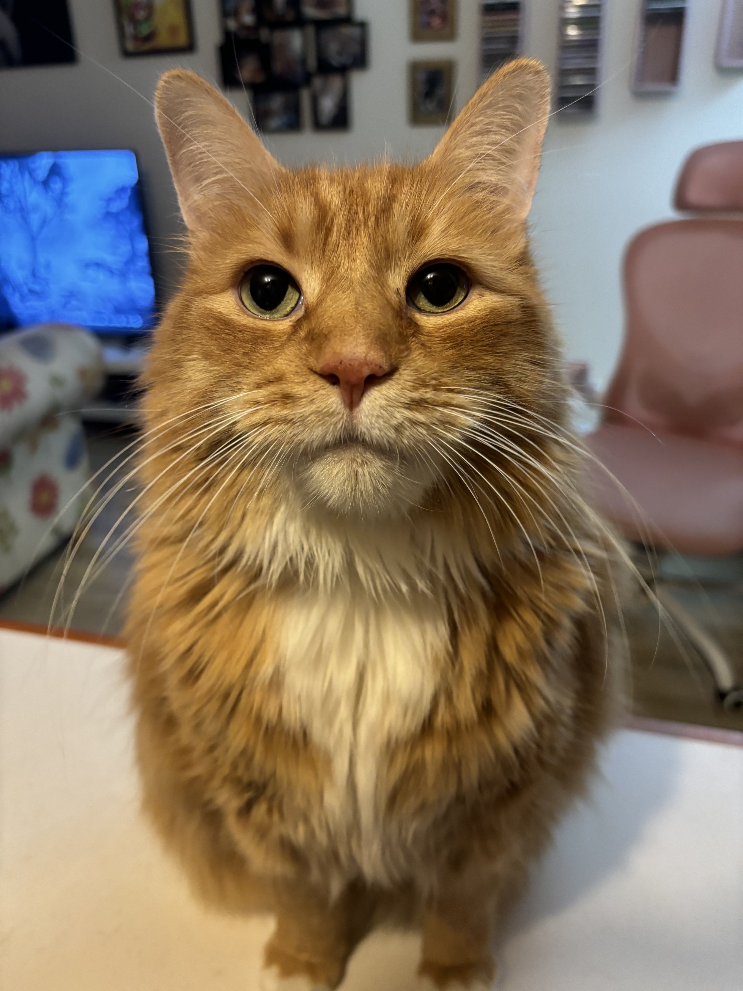 Jimmi - Cat