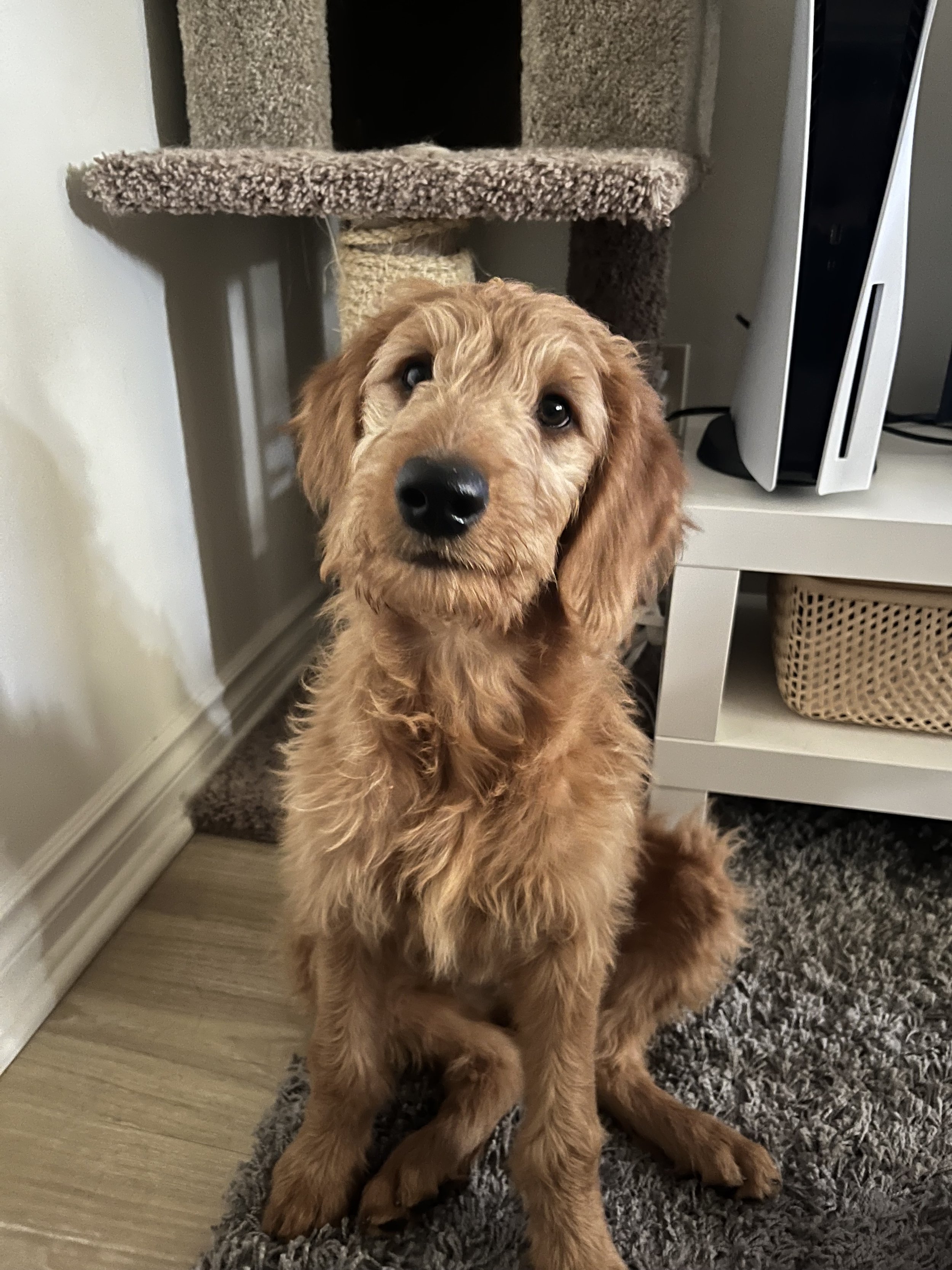 Ozzy - Goldendoodle (First Day Of Daycare)