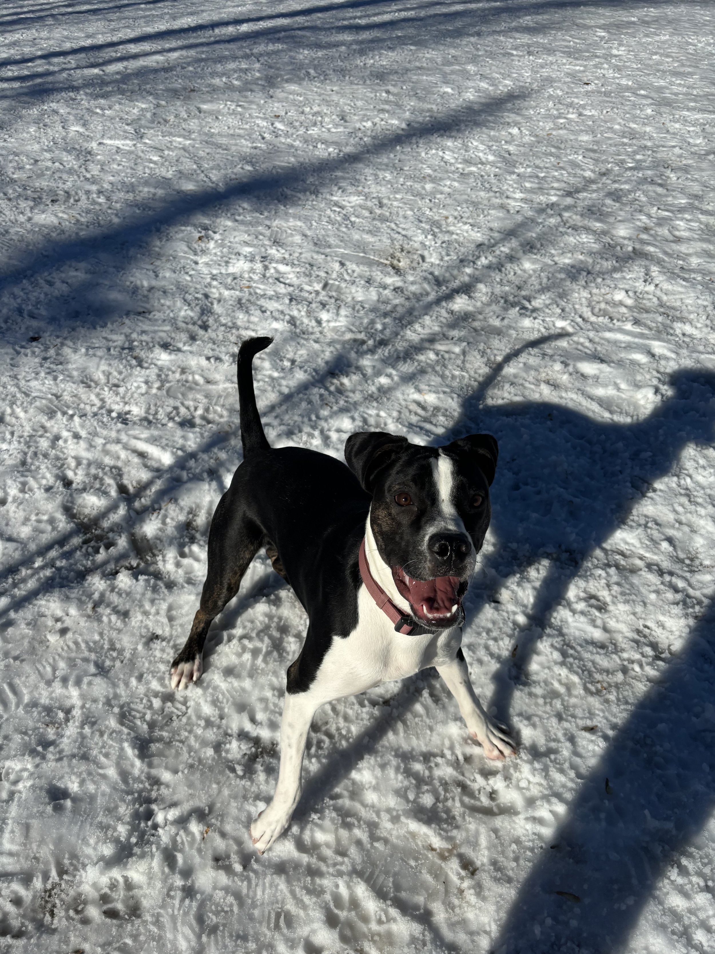Frankie - American Bulldog