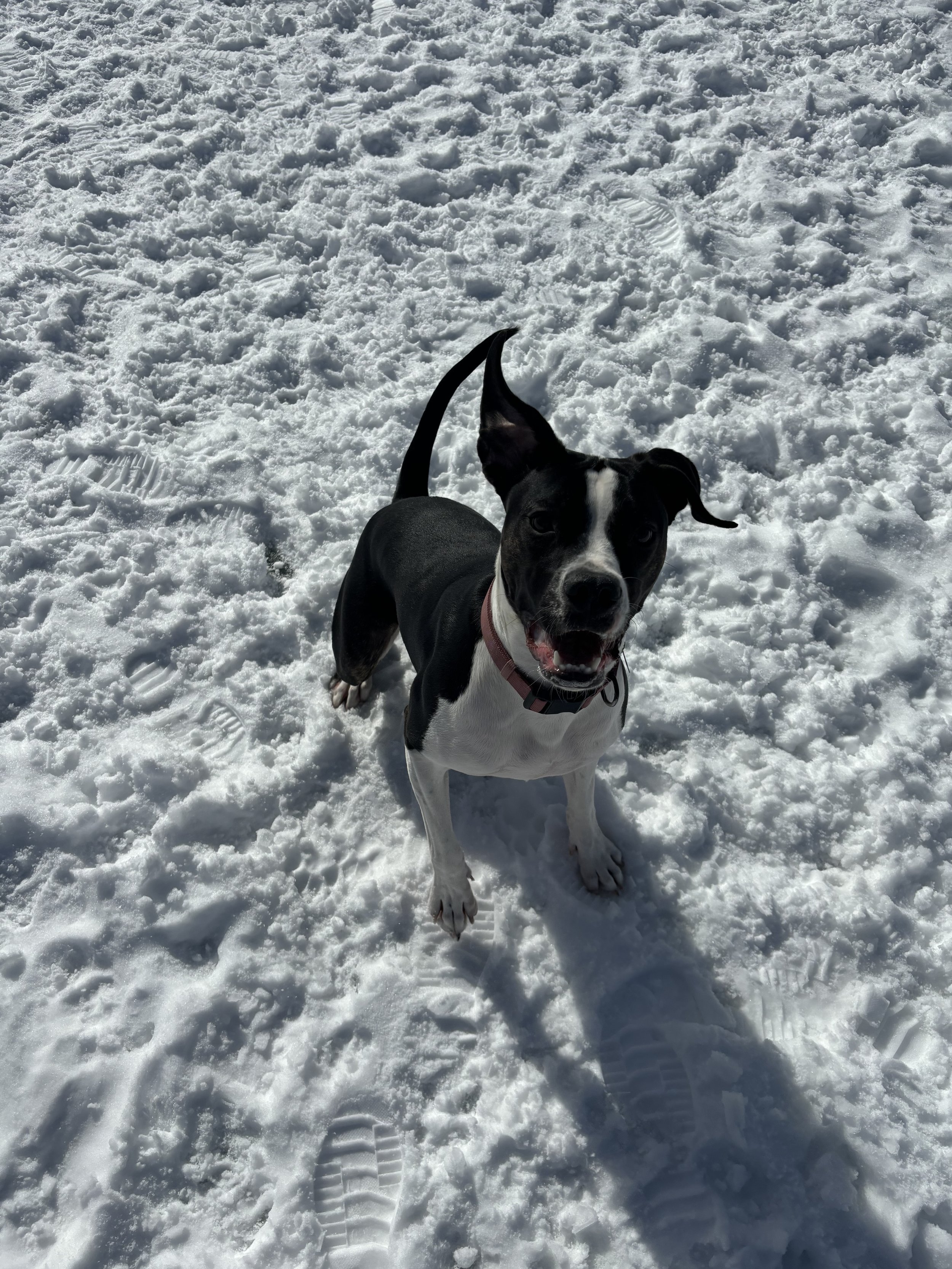 Frankie - American Bulldog