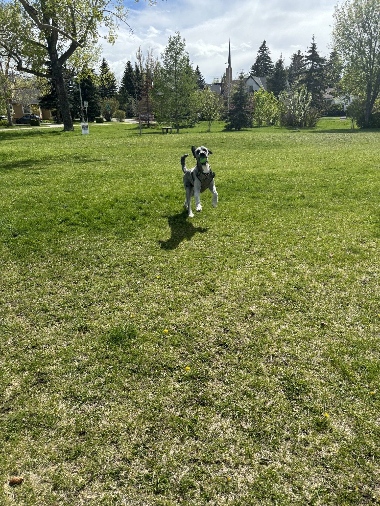 Jack - Bernedoodle