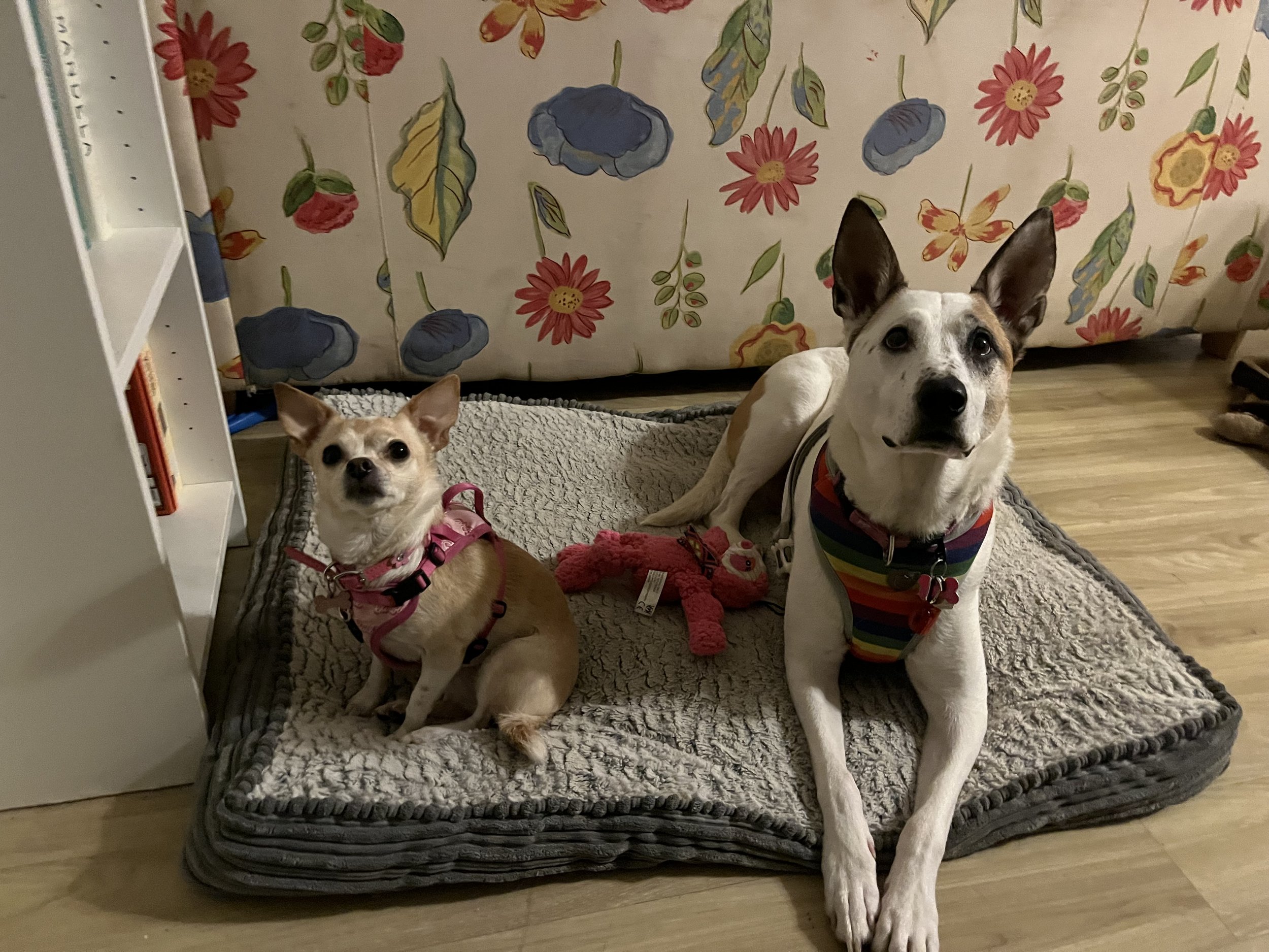 Peach & Chinook