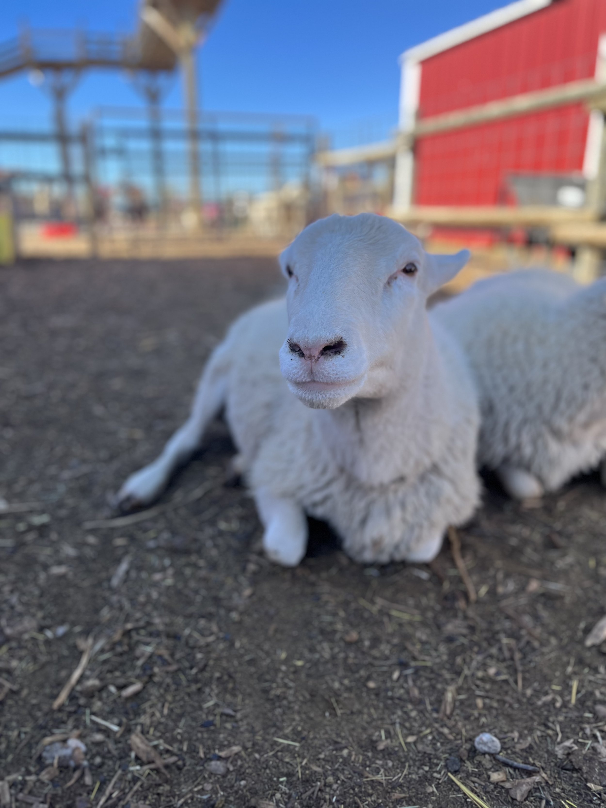 Linda - Sheep