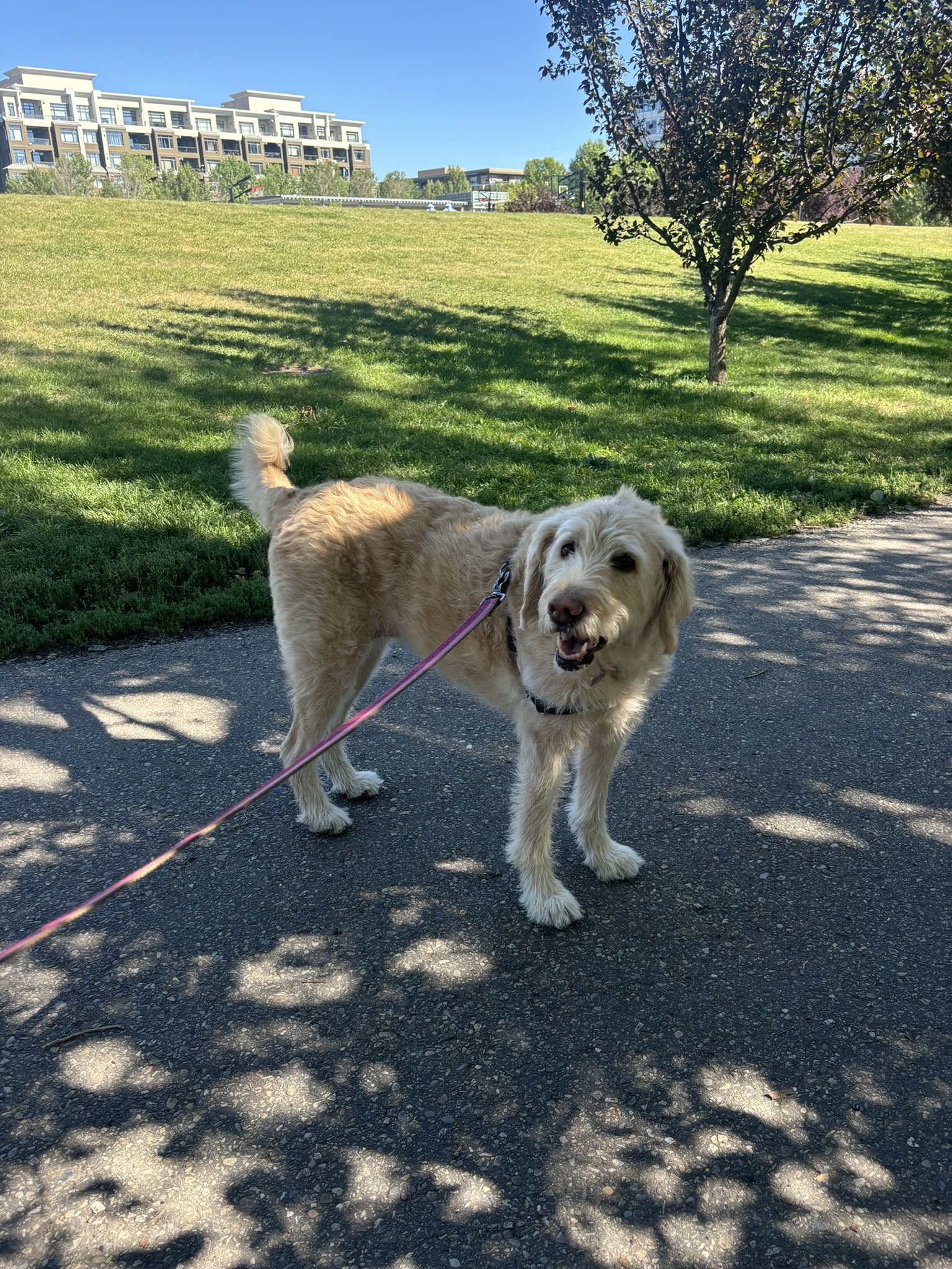 Hazel - Senior Goldendoodle