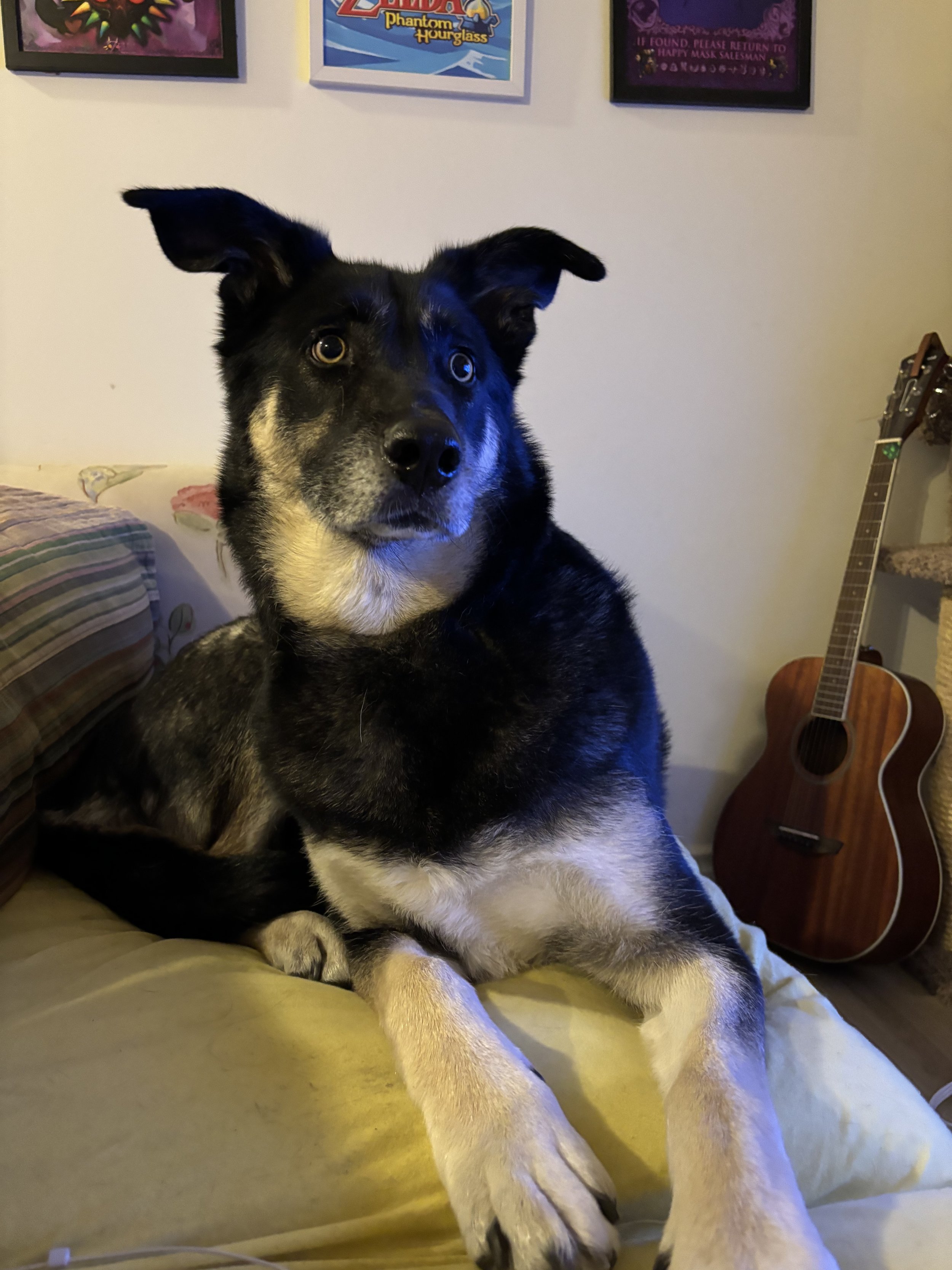 Bambi - German Shepherd x Siberian Husky