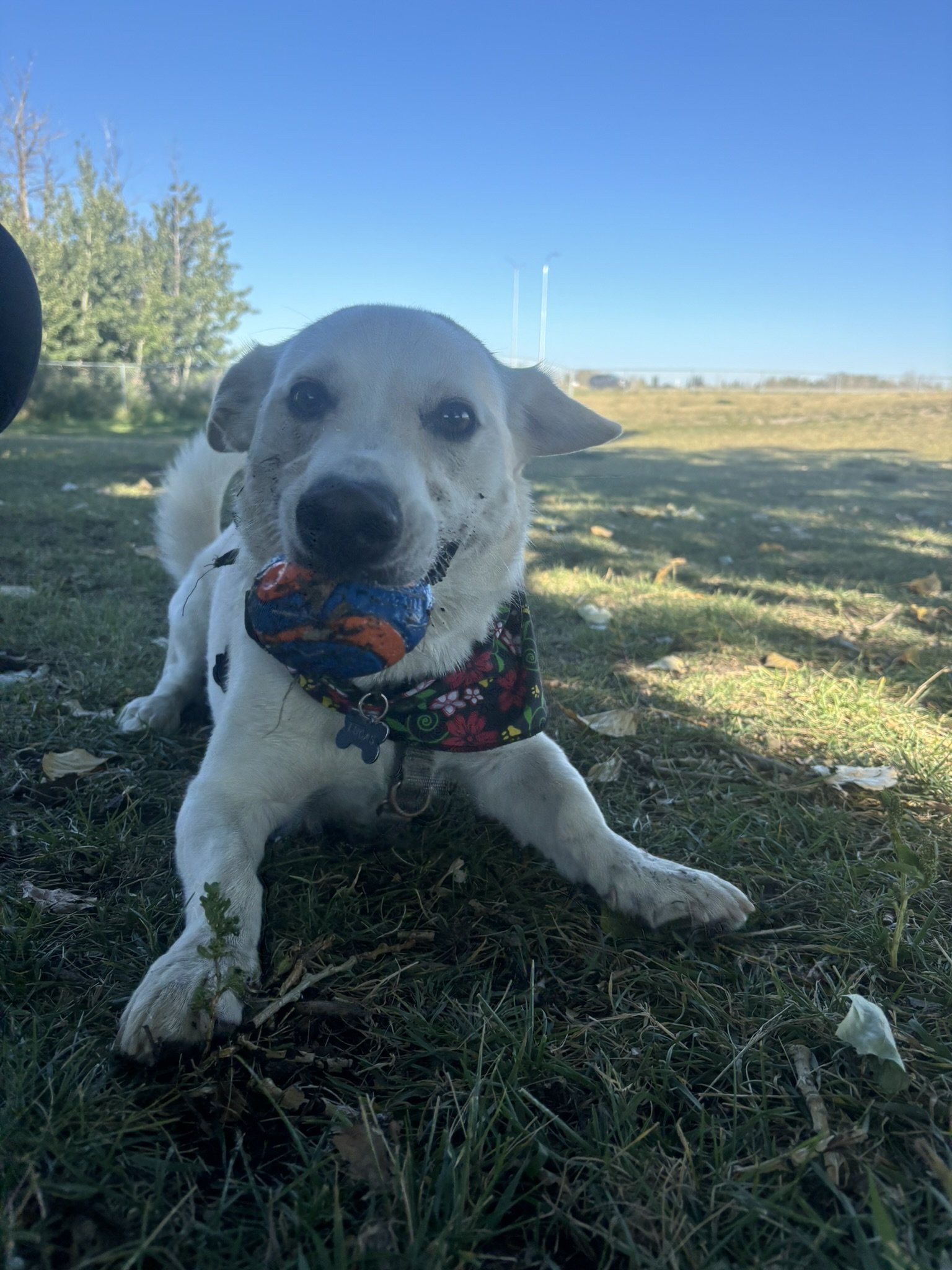 Lucas - Dachshund x Labrador Retriever