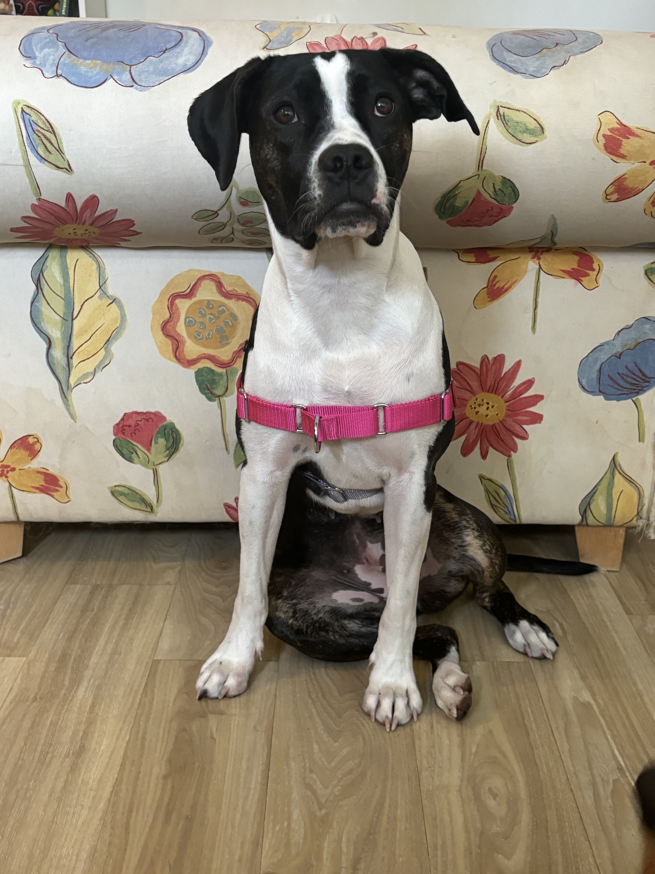 Frankie - American Bulldog