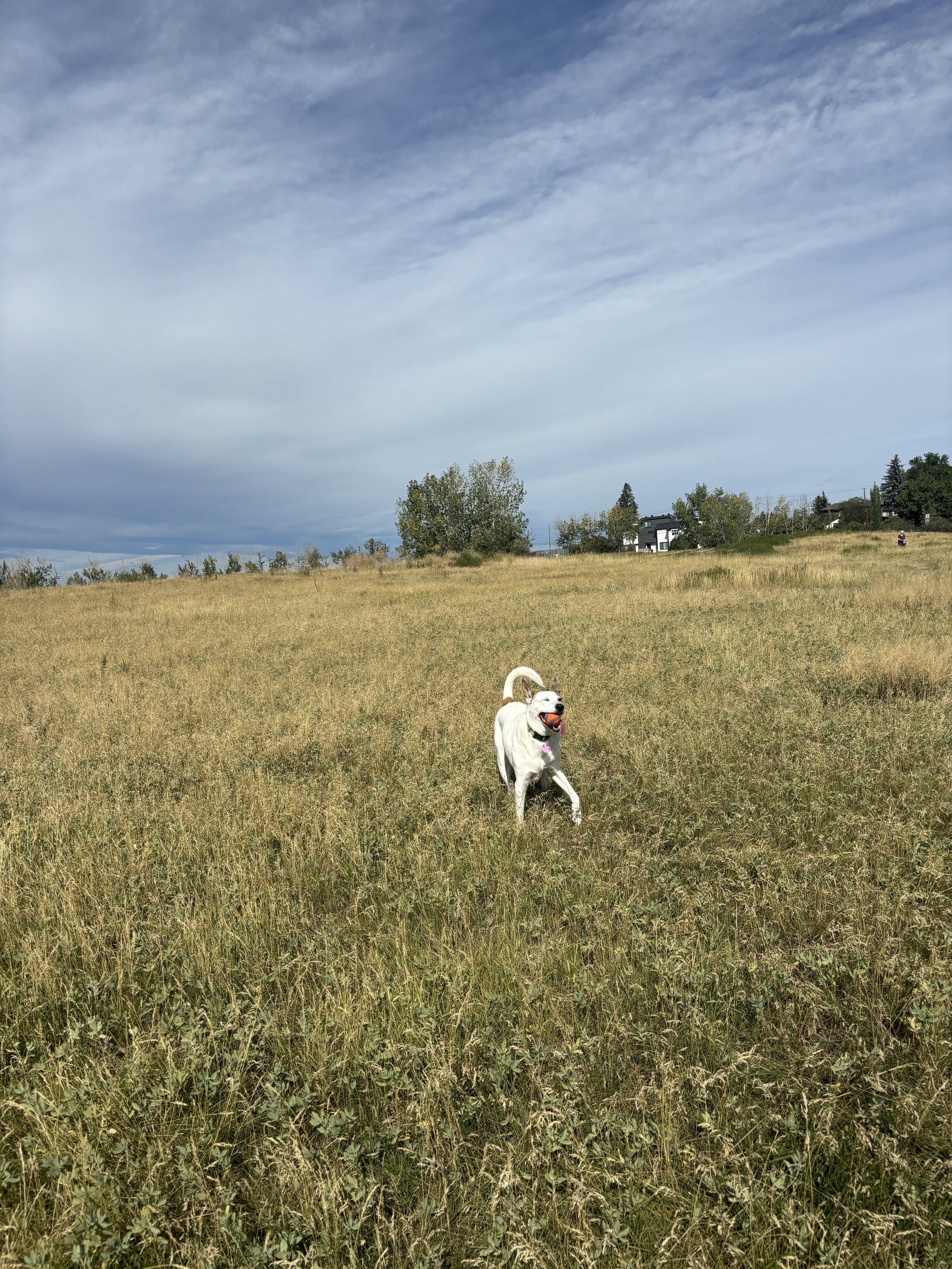 Chinook - Australian Cattle Dog x