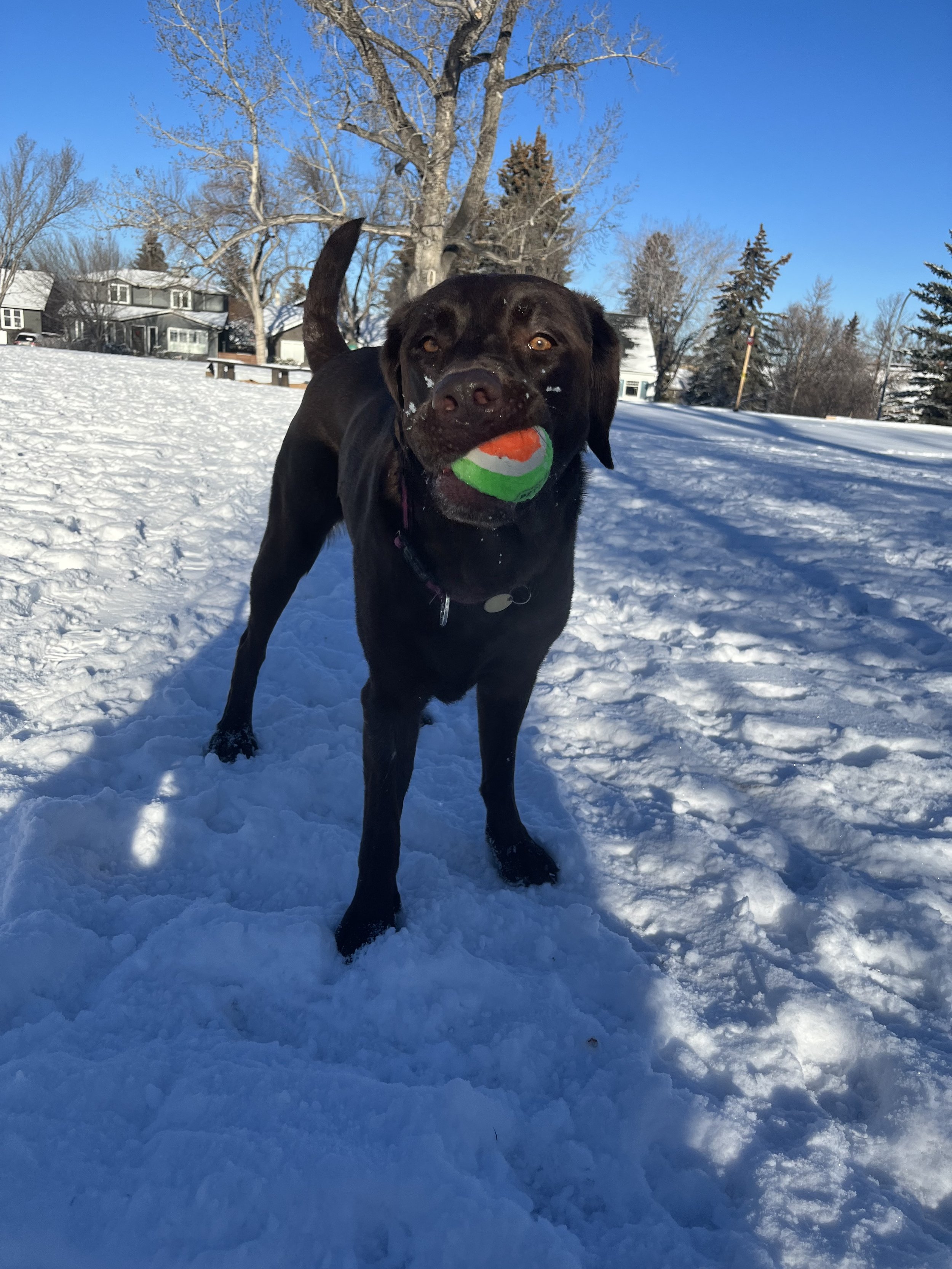 Nessa - Labrador Retriever