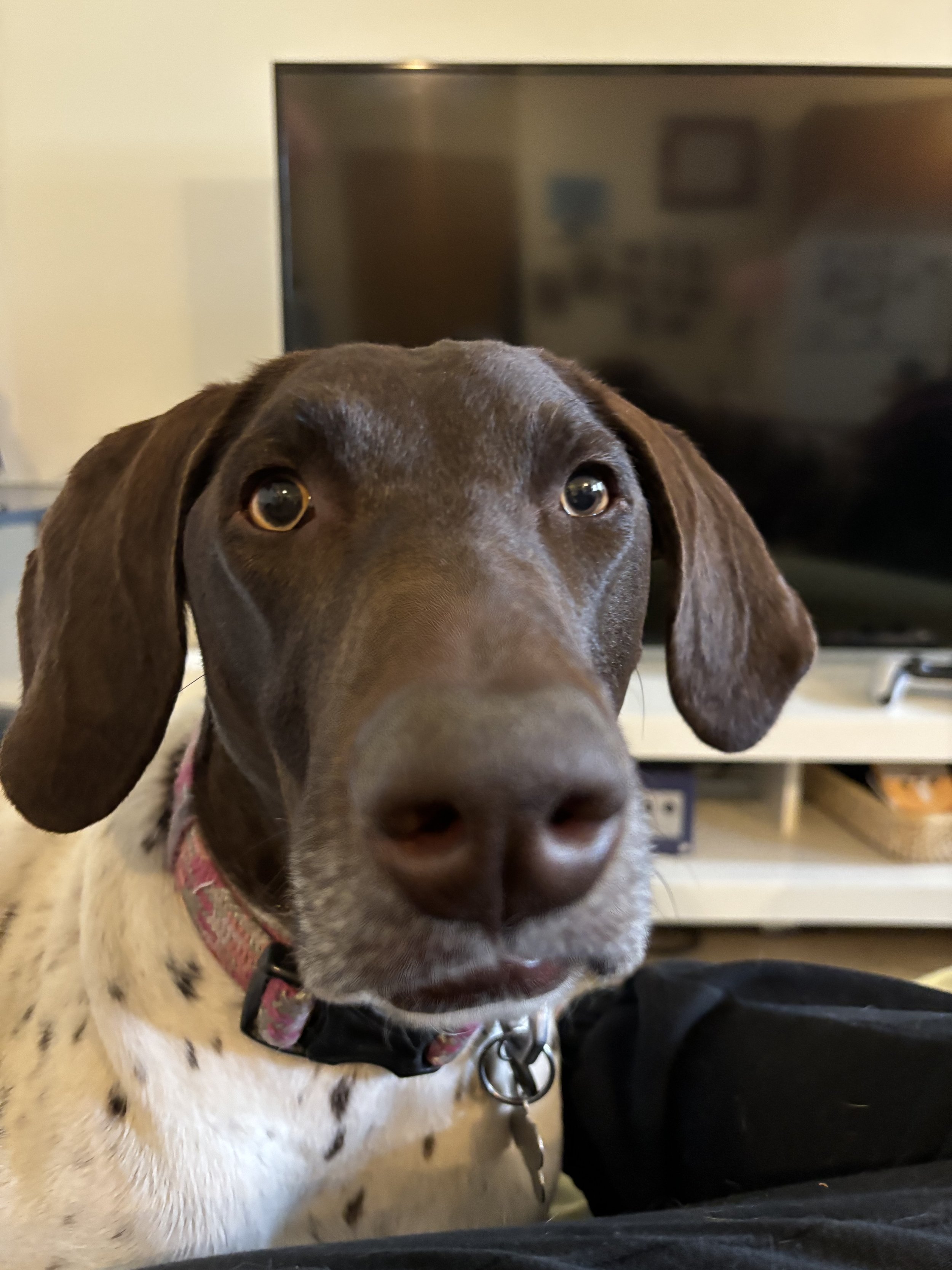 Solveig - German Shorthair Pointer