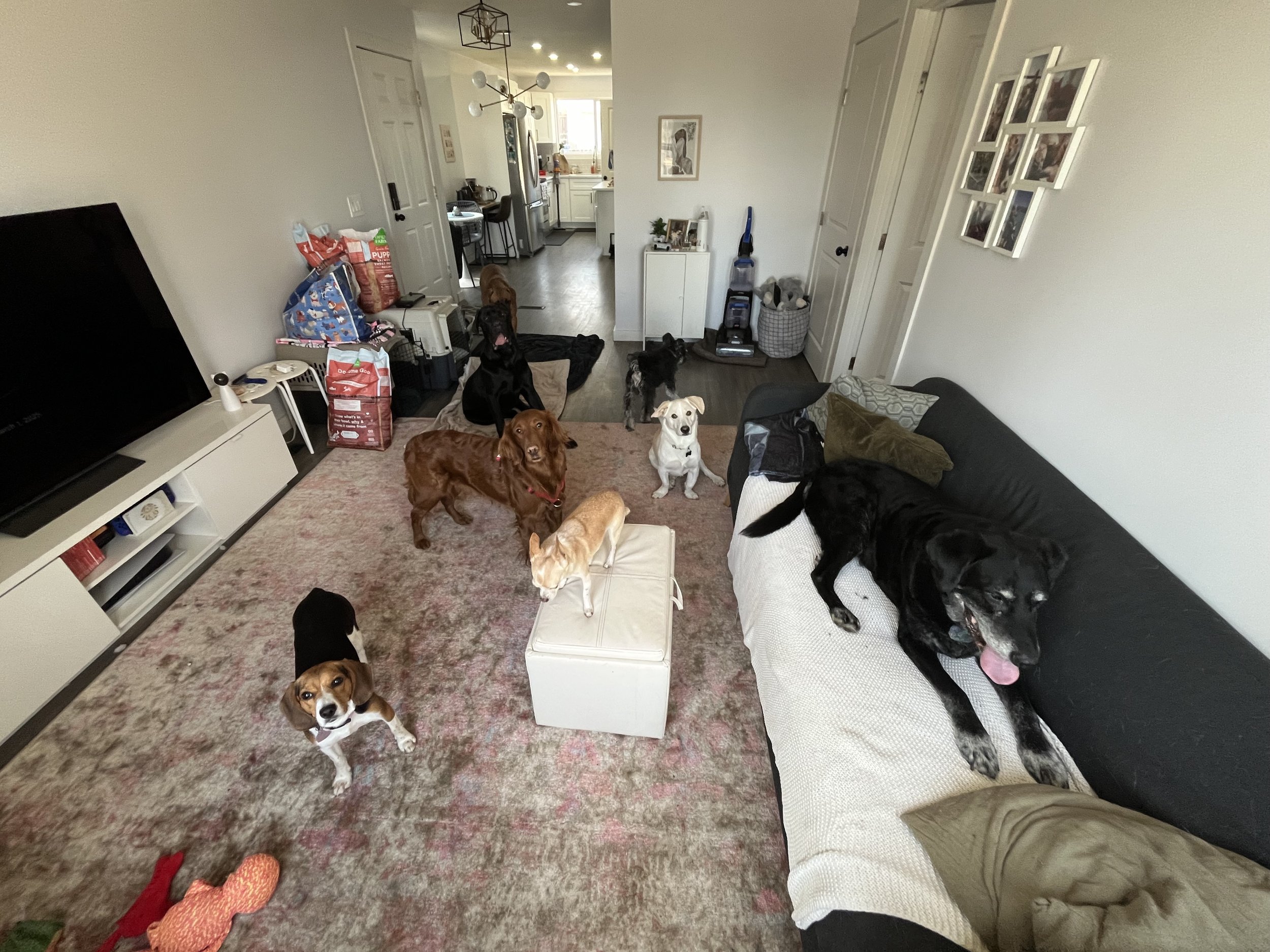 Ellie, Peach, Checkers, Lucas, Ginger, Thor
