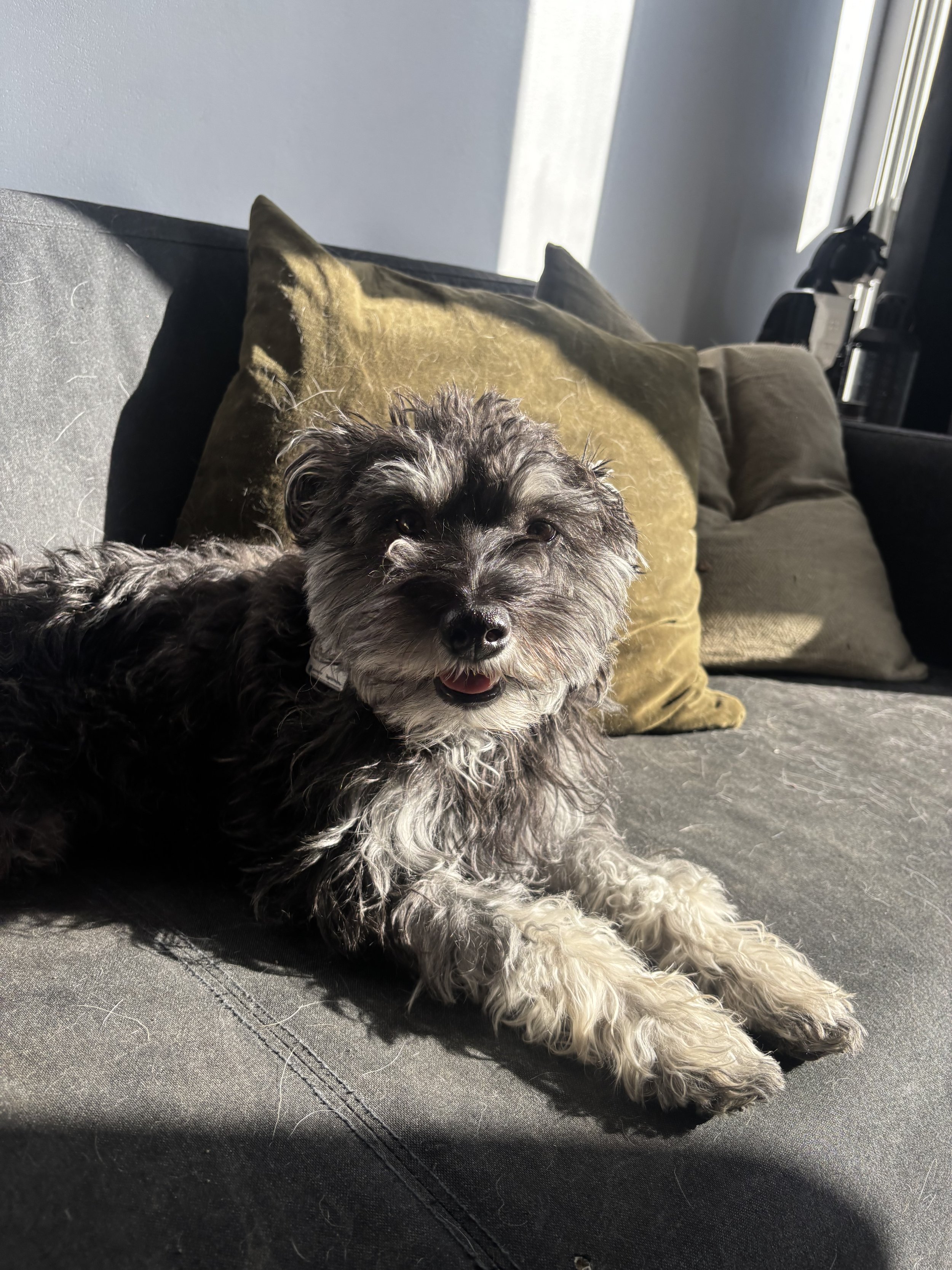 Joline - Miniature Schnauzer