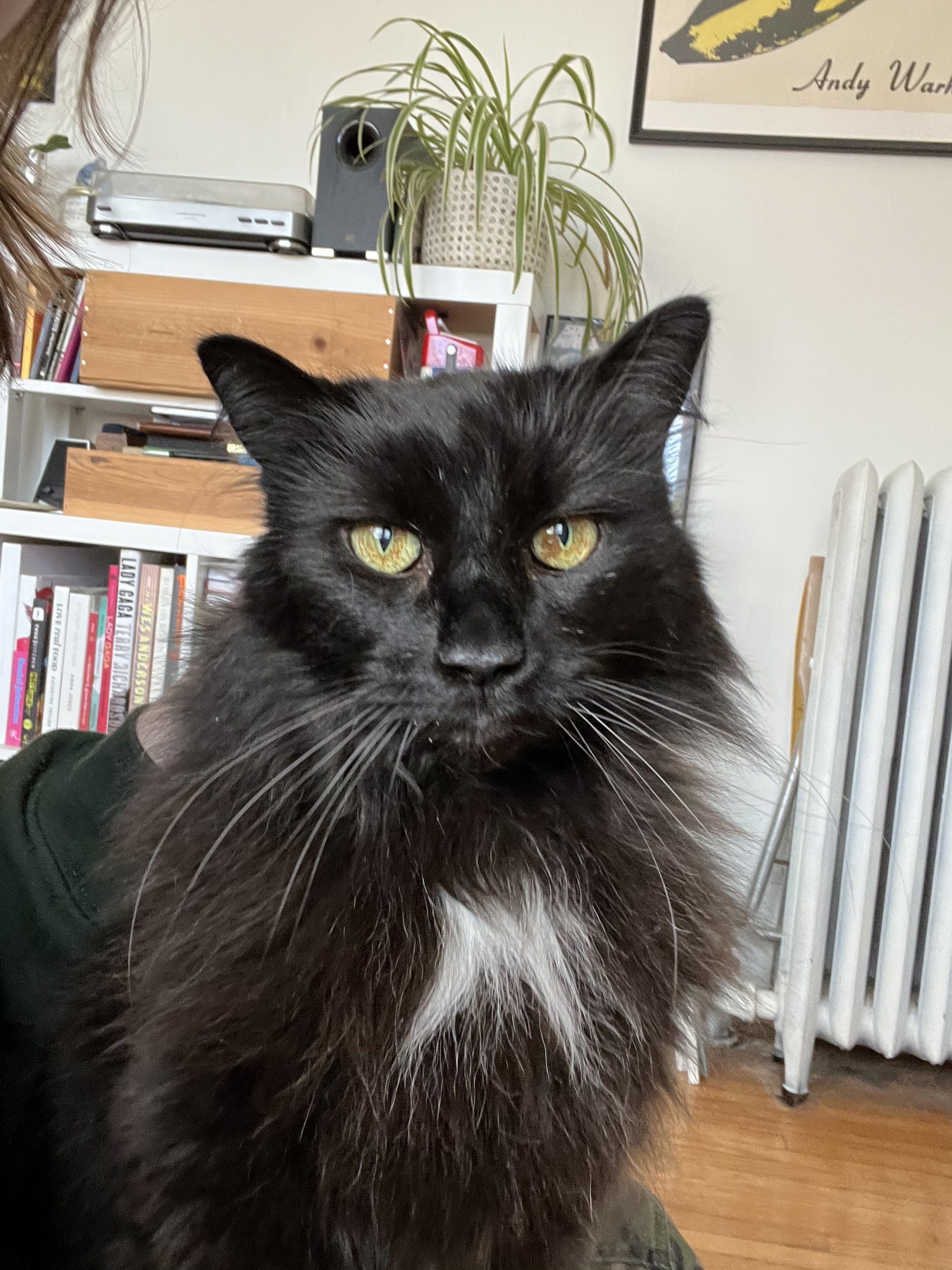 Honey - Senior Cat