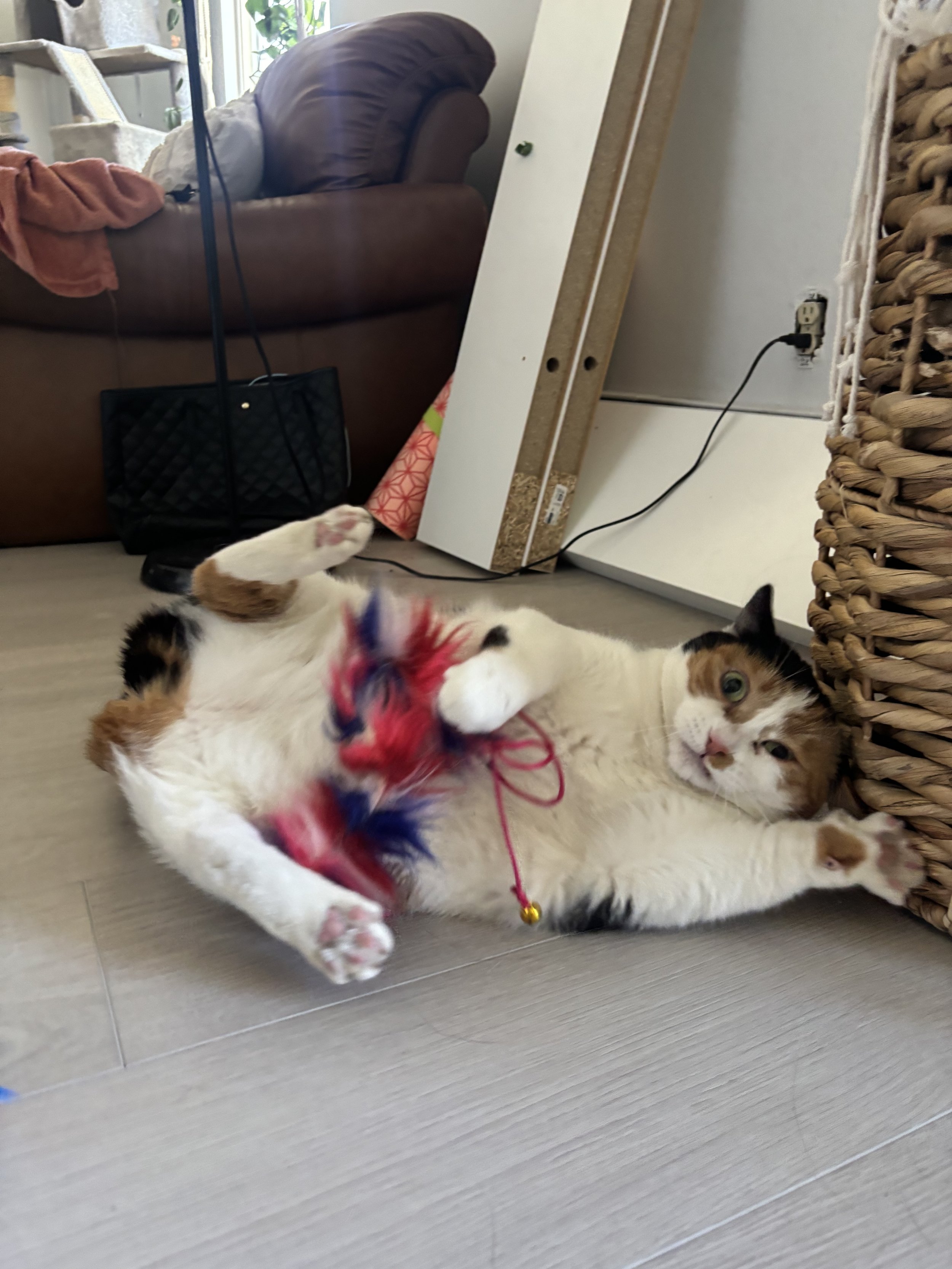 Nacho - Calico Cat
